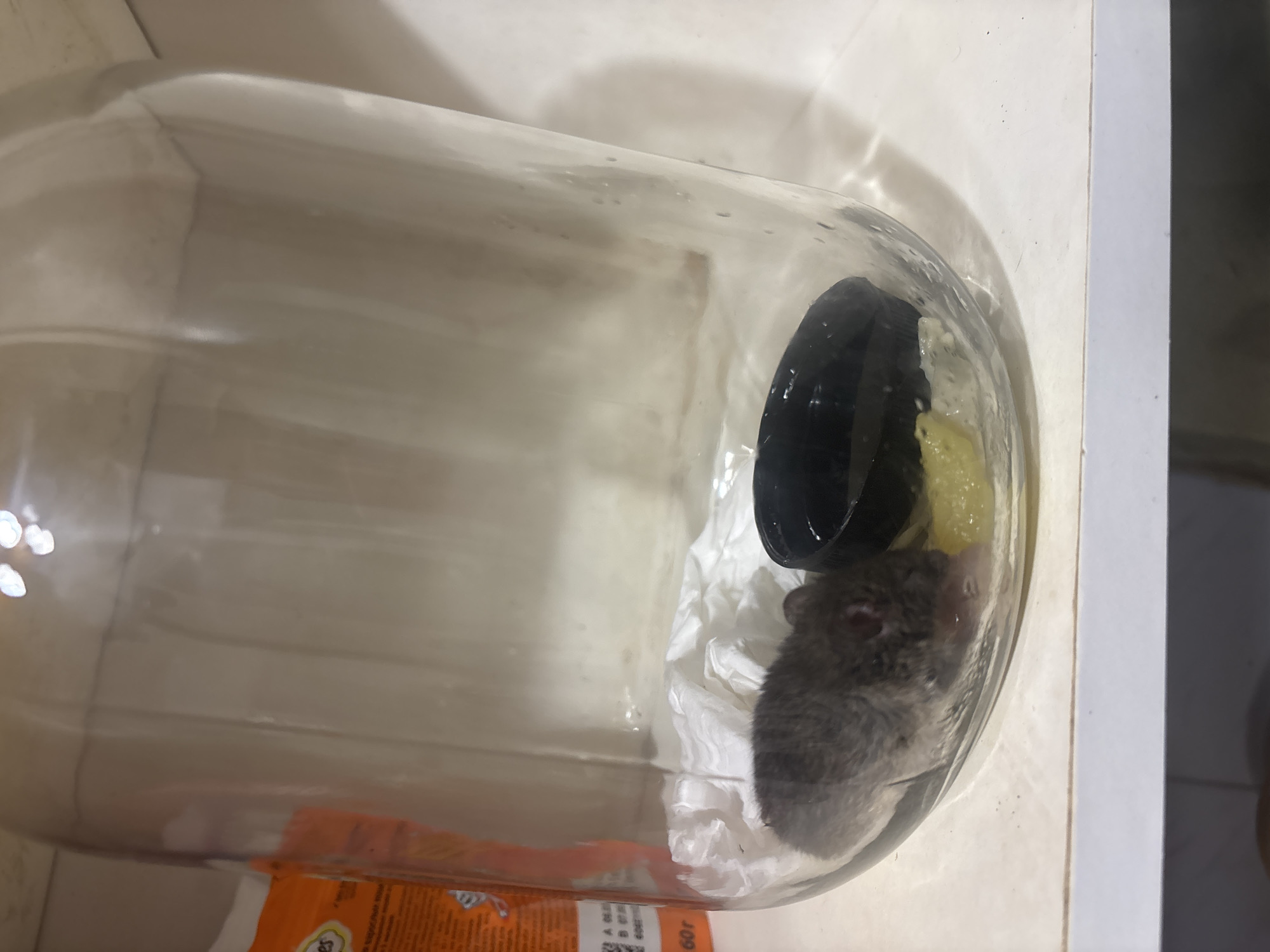 A small gray mouse is trapped inside a large glass jar. The mouse is positioned on a piece of white tissue paper. Next to the mouse is a black cap, and a small amount of yellow substance, possibly food, is visible near the cap and tissue. The jar is tilted, and the background consists of a white surface, likely a shelf, and the blurry outline of an orange package on the left. The scene is indoors, in a domestic setting.
