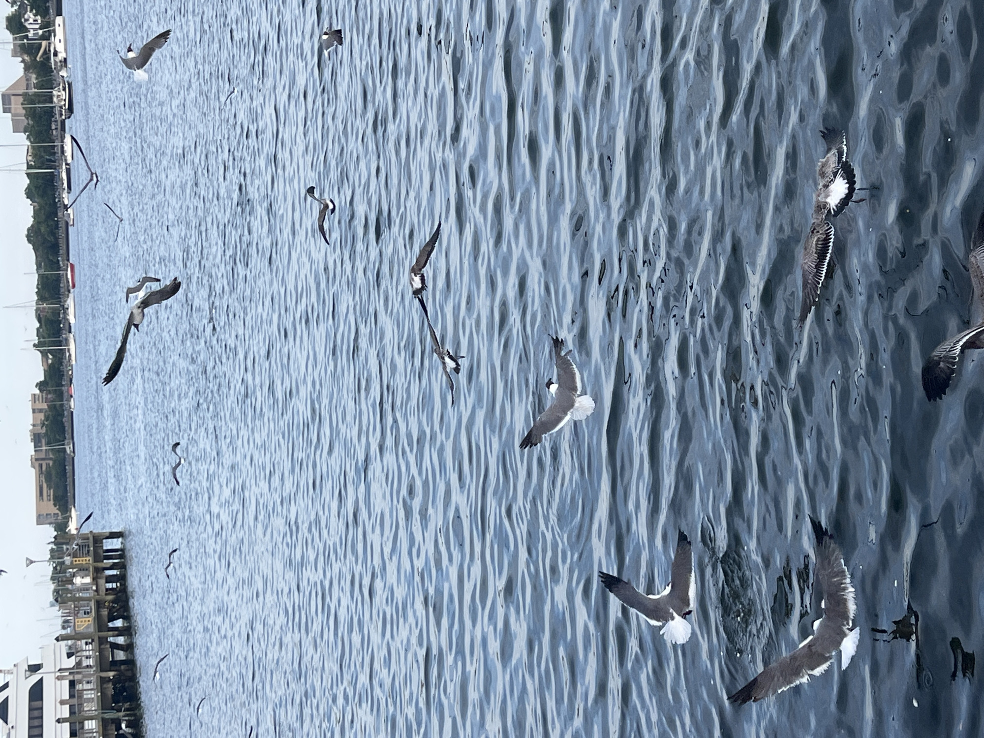 The image shows a flock of seagulls flying over the water in a city harbor. In the background, there are boats docked at a pier, with buildings and trees on the shoreline. The water is choppy and reflects the overcast sky. The scene appears to be in a coastal urban area, possibly New York City, given the presence of a large commercial boat and the urban skyline in the distance. The seagulls are captured in various stages of flight, with some appearing to be diving or landing on the water.