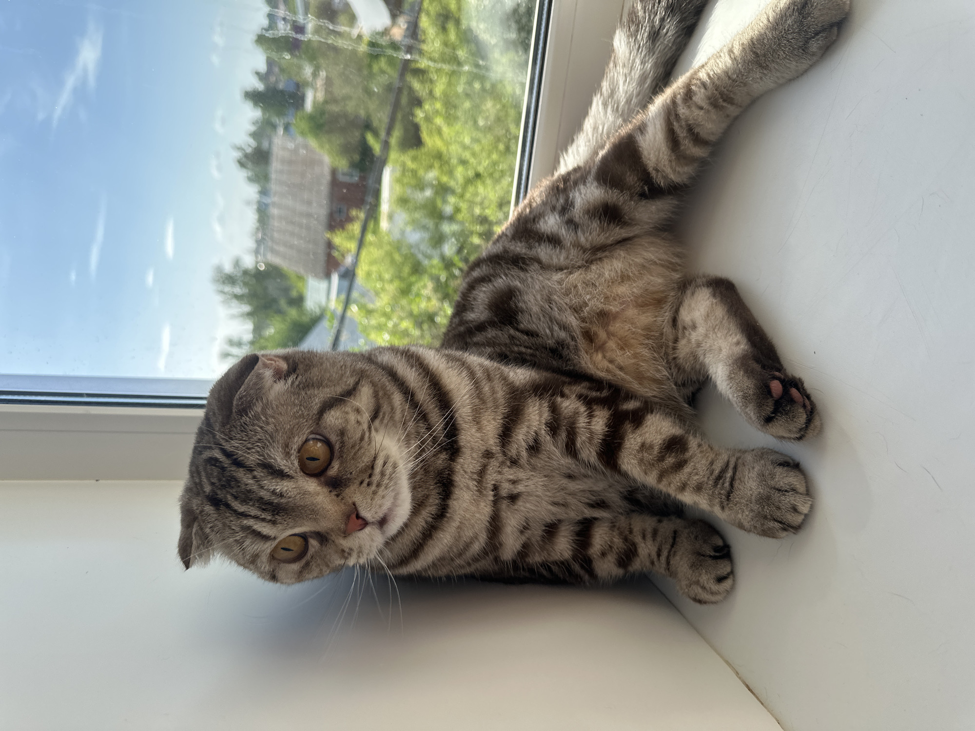 A tabby cat is lying on a white windowsill. The cat's body is oriented horizontally, with its head tilted slightly to the left and its legs extended upwards towards the upper-right corner of the frame. The cat has golden-brown eyes, a pink nose, and a gray and brown striped coat. Its ears are folded down. Through the window behind the cat, there is a view of a residential area with houses and green trees under a partly cloudy sky. The location appears to be a city of Unknown, Unknown.