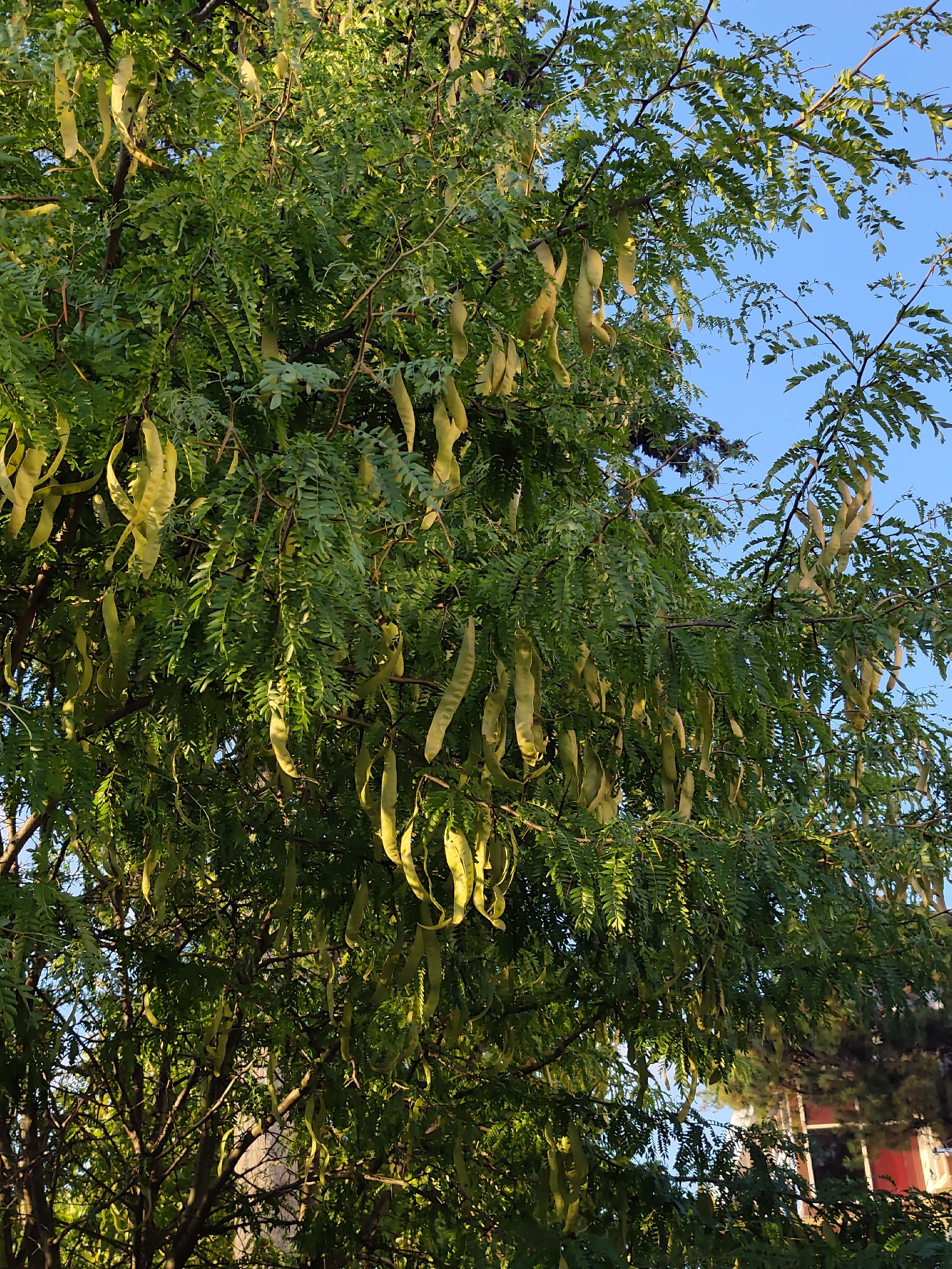 A low-angle, full-shot photograph captures a tree with abundant, long, green seed pods hanging from its branches. The pods are elongated and somewhat flattened, with a light yellowish-green hue. The tree's foliage is dense and green, with small, serrated leaves. The branches are visible throughout the frame, some thin and others thicker, with a rough, brown texture. Sunlight filters through the leaves, creating dappled light and highlighting the seed pods. In the background, a clear blue sky is visible through the branches, suggesting an outdoor setting. Hints of other trees and structures, possibly buildings with red accents, can be seen in the far background. The scene is likely set in Sochi, Russia, given the mention of the location. There are no people or animals present in the image.