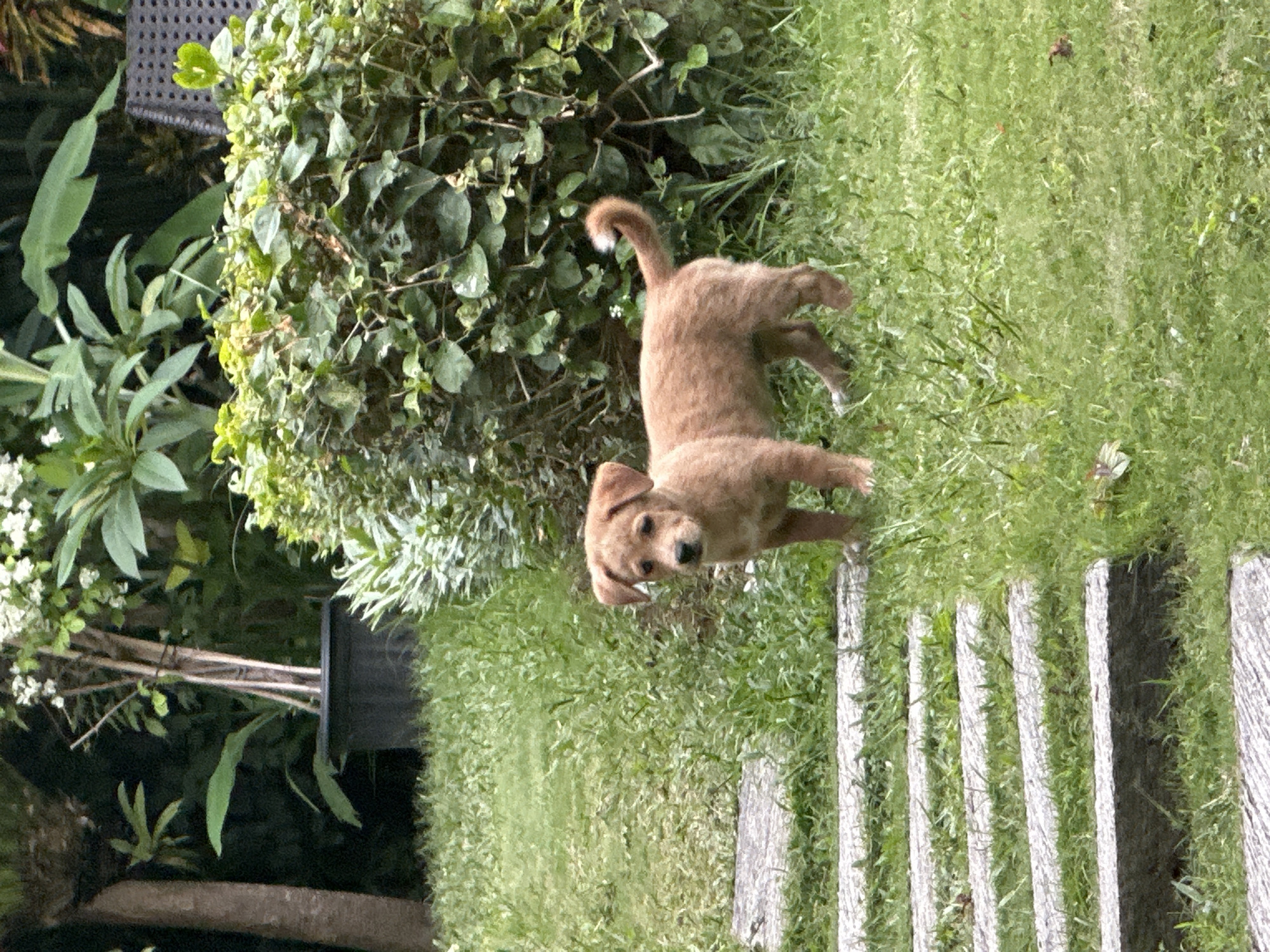 A light brown puppy stands on a grassy lawn in North Kuta, Indonesia. The puppy is facing the camera with its head slightly tilted. The lawn is bordered by a stone pathway on the left and dense green foliage on the right. The background consists of a variety of plants, including a large leafy bush and trees. A black planter is visible in the upper left portion of the image. The scene appears to be a garden or backyard.