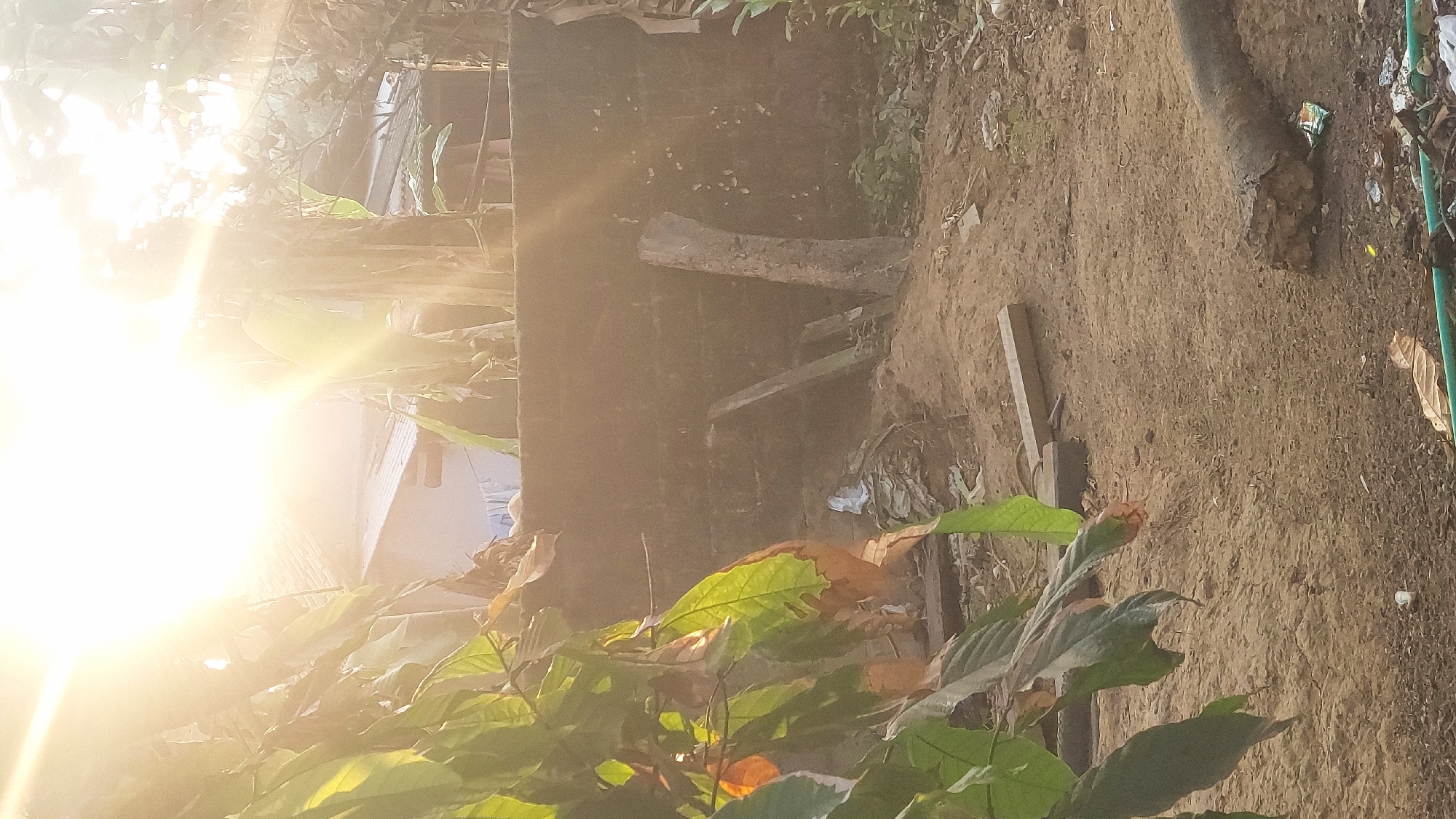 The image captures a sun-drenched outdoor scene, likely in Restu Baru, Indonesia, characterized by a warm, bright, and slightly hazy atmosphere due to strong sunlight. The foreground features lush green and dry brown leaves of a plant, with some leaves showing signs of decay. The ground is composed of sandy soil interspersed with small pebbles and debris.
A low, dark-colored wall runs horizontally across the mid-ground, serving as a backdrop. Leaning against this wall are wooden planks and a chopped tree trunk, standing vertically. Behind the wall, a glimpse of a building with a tiled roof is visible, with clothes hanging out to dry, suggesting residential proximity. Tall plants, possibly banana trees, are visible in the background, their leaves partially obscuring the sky.
The bright sunlight creates strong lens flares and washes out some details, particularly in the upper portion of the image. The overall impression is of a humble, possibly rural or semi-urban, outdoor space bathed in the golden light of the sun. There are no people or animals visible in the frame. The presence of scattered debris on the ground indicates an unkempt area.