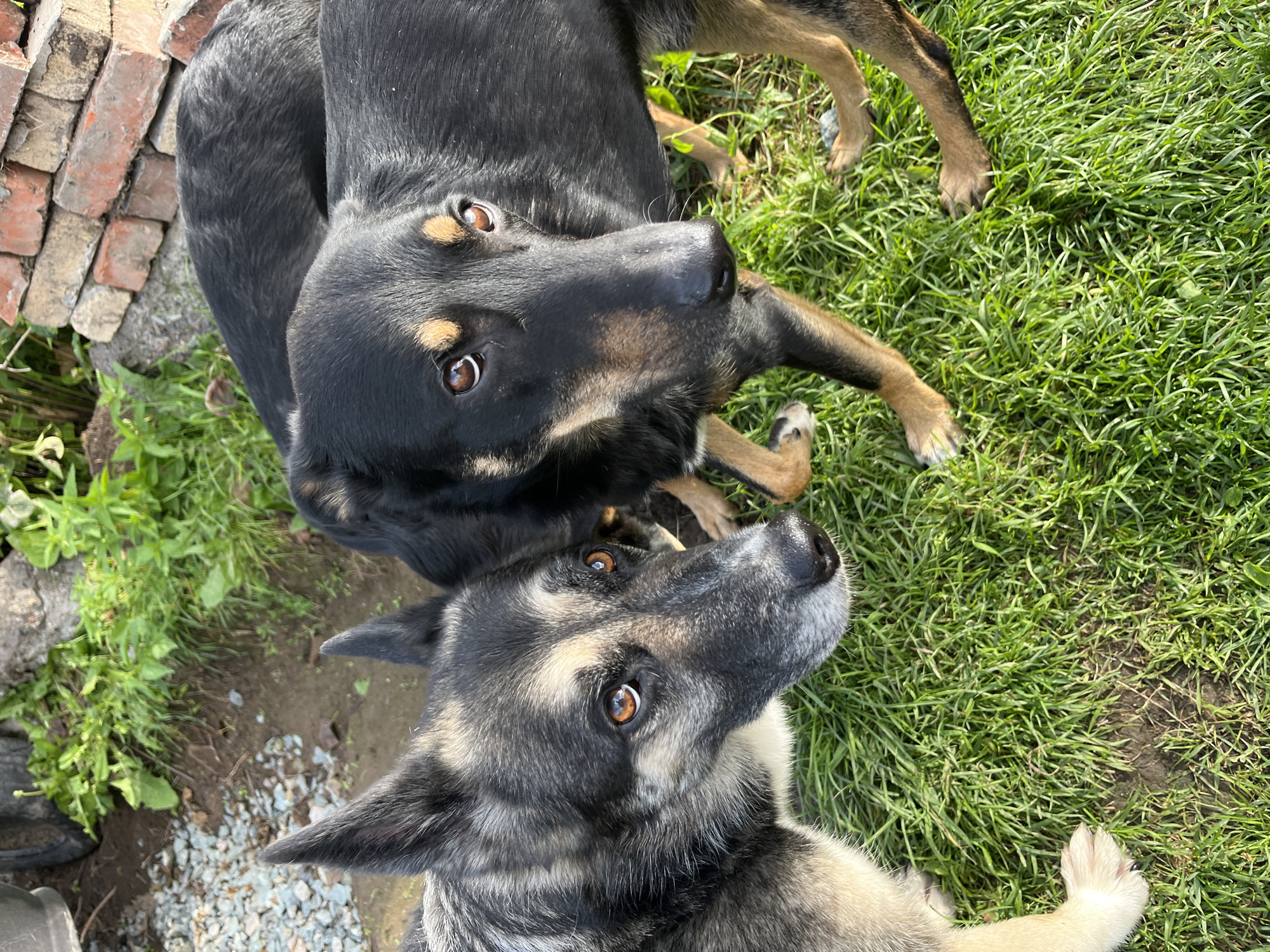 The image shows two dogs in an outdoor setting. One dog is primarily black with tan markings, its head angled towards the viewer. The other dog, to the left and closer to the camera, has a grey, black, and tan coat and is looking slightly away from the camera. Both dogs appear to be on grass. In the background, there is some foliage, loose gravel, a portion of a tire, and a brick wall. There is no discernible location information that places this scene in Nizhny Tagil, Russia.