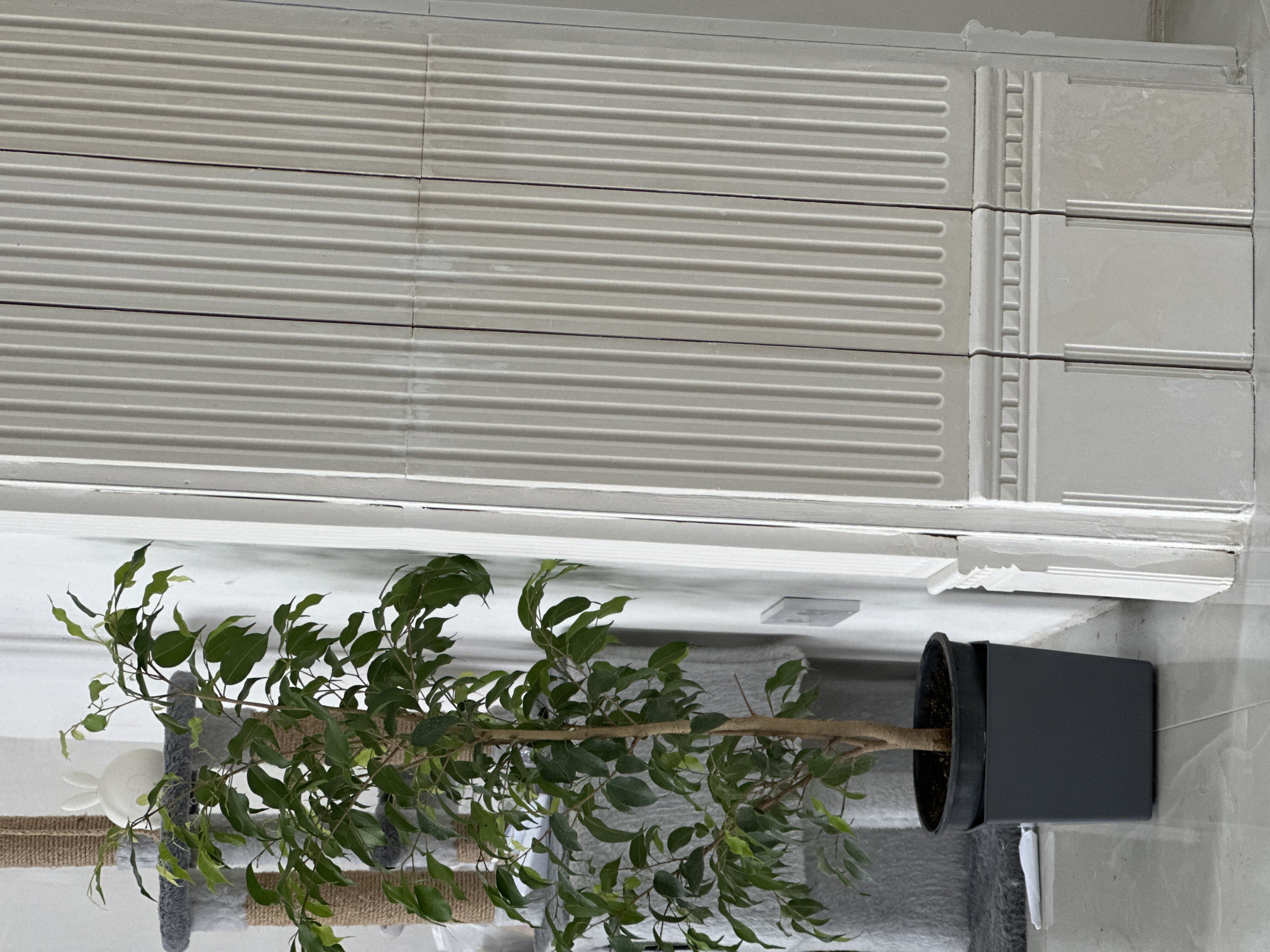 The image displays an indoor scene featuring a potted plant. A leafy green plant with multiple branches and a visible main stem is situated in the foreground. It is housed in a dark gray or black plastic pot, which is placed inside a larger, matching dark gray rectangular container.
Behind the plant, there is a wall covered in light-colored, possibly off-white or light gray, rectangular tiles. The tiles exhibit various textures; some sections feature horizontal ribbed patterns, while others are smooth or have a more decorative, possibly embossed, rectangular design. A white trim or molding runs along the base of this tiled wall. To the left of the plant, elements resembling a cat tree are visible, including posts wrapped in natural fiber rope and platforms covered in gray plush material. A small white decorative object, possibly an animal figure, is partially obscured by the plant's foliage in this area. The plant pot rests on a light-colored, possibly marbled or concrete-look, tiled floor.
The scene is brightly and evenly lit, suggesting an indoor setting during the daytime. There is no specific activity taking place, and no visible text is present in the image.