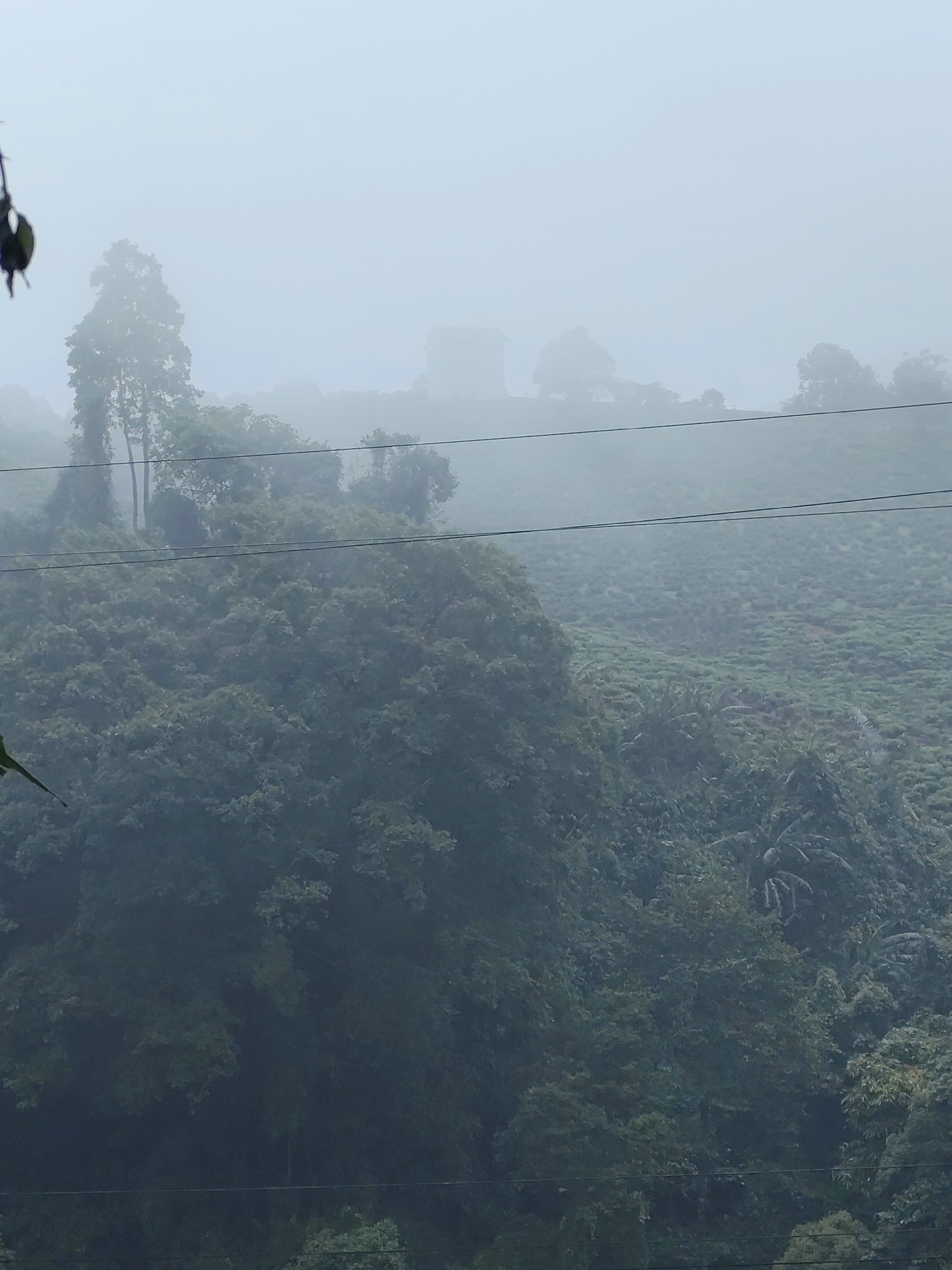 The image depicts a misty, mountainous landscape, likely in the city of Thôn 5, Vietnam, given the vegetation and terrain. In the foreground, a lush, dark green forest covers the lower part of the frame, with dense foliage and tree trunks visible. A few dark green leaves or branches hang from the upper left corner, partially obscuring the view.
Stretching into the mid-ground and background, the landscape transitions to a vast, terraced tea plantation, characterized by rows of meticulously manicured bushes. The plantation itself is partially obscured by a thick, ethereal fog that blankets the entire scene, creating a soft, hazy atmosphere. The fog obscures distant details, rendering the far horizon and any structures there indistinct and muted.
Several thin, dark power lines stretch horizontally across the mid-section of the image, cutting through the misty vista and adding a man-made element to the otherwise natural scene. The sky above is a uniform, pale grey, completely dominated by the dense fog. The overall impression is one of a serene, tranquil, and slightly melancholic natural environment, with the fog adding a layer of mystery and depth to the landscape. There are no people or animals visible in the image, and no discernible actions or interactions are taking place.