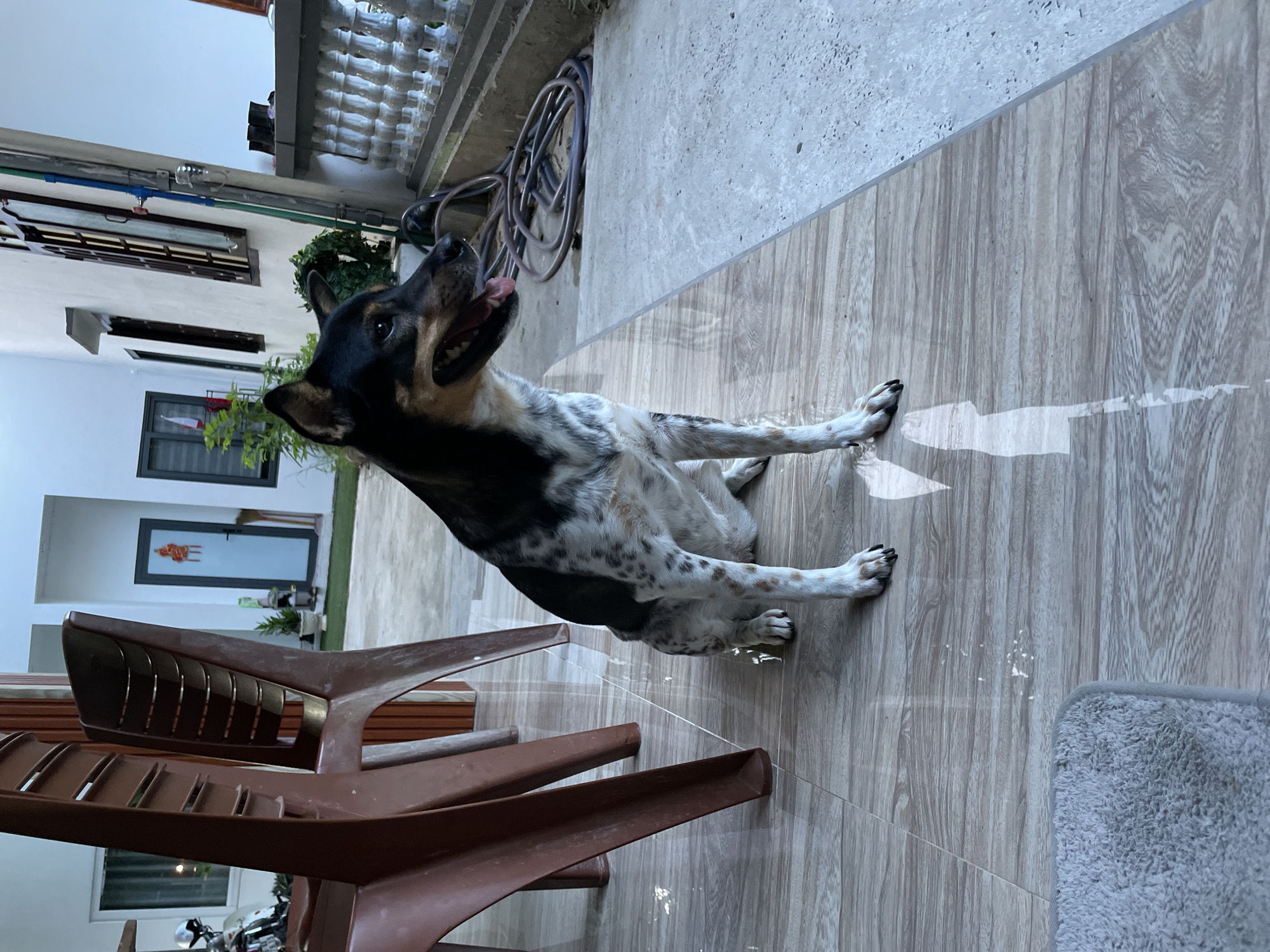A medium-sized dog with black, white, and tan markings sits on a tiled floor outdoors. The dog is looking to its right with its tongue slightly out. In the background, there are two brown plastic chairs, a doorway with a decorative red emblem, a white wall, windows, and some greenery. To the right of the dog, there is a coiled hose and a railing. The floor is tiled with a wood-grain pattern and appears wet in some areas, reflecting the light. A light gray rug is visible in the lower left corner of the image. The scene appears to be a residential outdoor area.