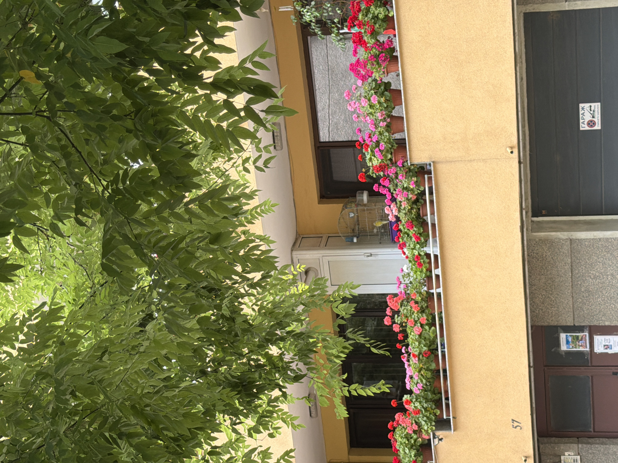 The image shows a building facade with a balcony filled with potted geraniums in various shades of red and pink. Above the balcony, lush green leaves of a tree are visible, casting shadows on the building. The building itself is painted a warm yellow and has dark-framed windows. A birdcage is placed on the balcony, and a dog is visible inside. Below the balcony, a door with a faded poster is seen, and further down, a garage door with a sign that reads "ГАРАЖ" (Garage) and a prohibition symbol is present. The number "57" is visible on the yellow facade. The overall scene suggests an urban residential building.