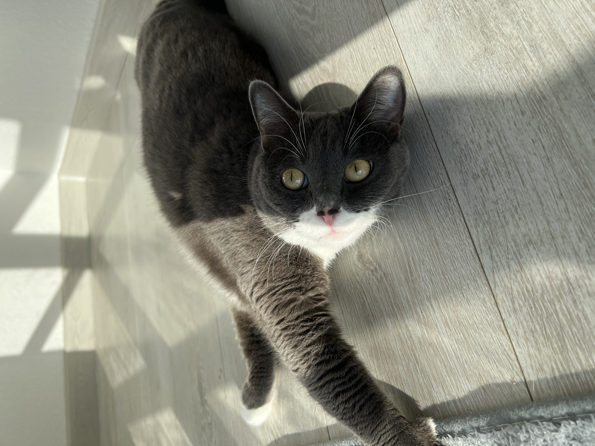 An indoor, high-angle shot captures a dark gray and white tuxedo cat stretching on a light-colored wooden or laminate floor in Tyumen, Russia. The cat, with prominent green/amber eyes and a small pink nose, looks directly upwards at the camera. Its body is elongated in a stretch, with its front paws extended forward. White fur marks its chest, muzzle, and paws.
Bright sunlight streams into the room, casting distinct geometric shadow patterns from a window frame onto the floor and an adjacent white wall, indicating a sunny daytime. A small portion of a gray, textured rug is visible in the bottom right corner of the frame, near one of the cat's extended paws. The overall impression is one of a domestic, peaceful setting bathed in natural light. There is no visible text in the image.