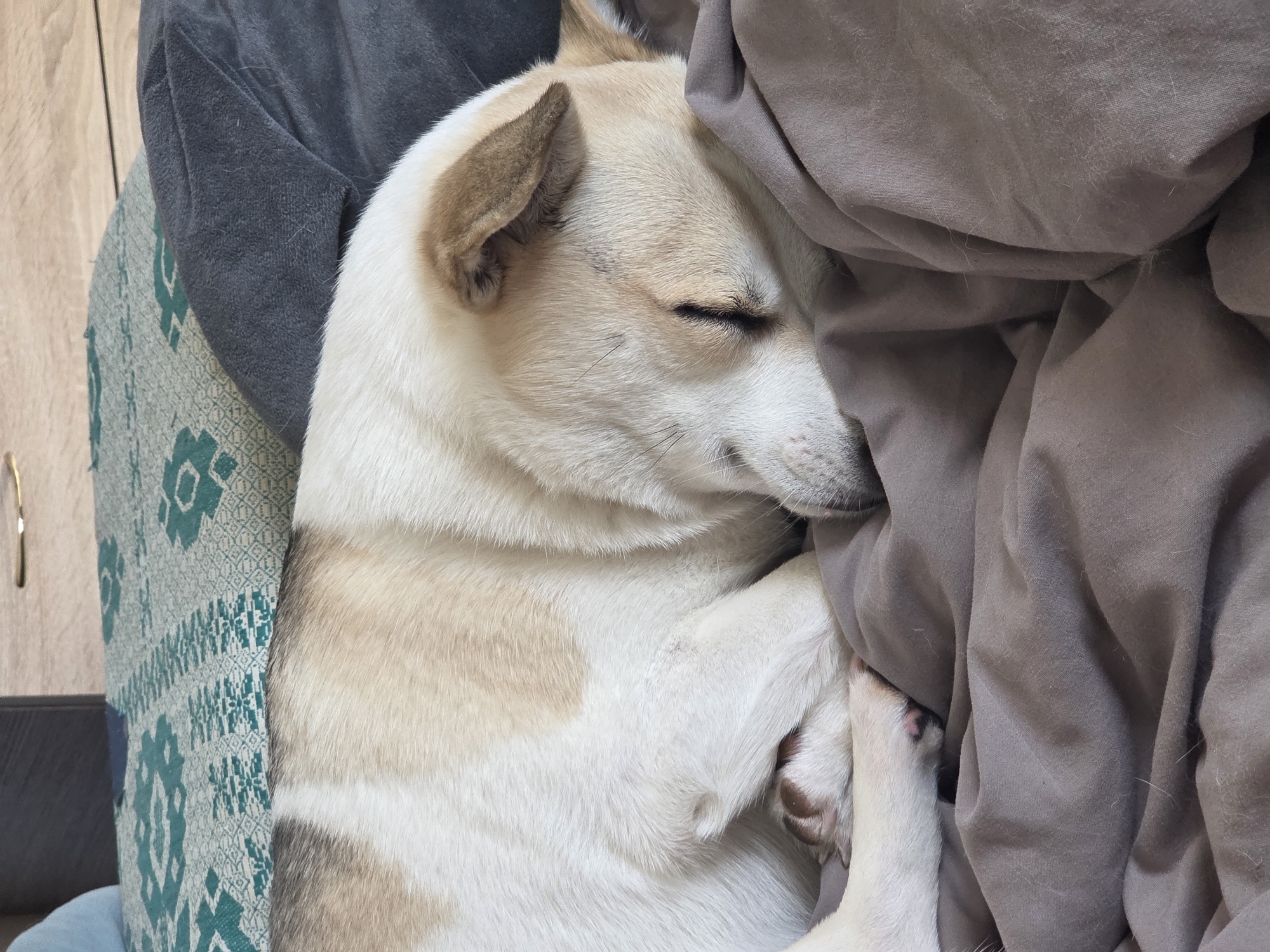 A tan and white dog is sleeping soundly, tucked into a pile of blankets. The dog's eyes are closed, and its head is nestled against the soft fabric. One paw is resting on top of the other, and its body is curled up. The dog appears relaxed and at peace.
The setting is indoors, likely a bedroom, given the presence of blankets and what appears to be wooden furniture in the background. The lighting is soft, suggesting it could be daytime. The overall mood is one of comfort and tranquility.
No text is visible in the image.
This image was captured in Minsk, Belarus.