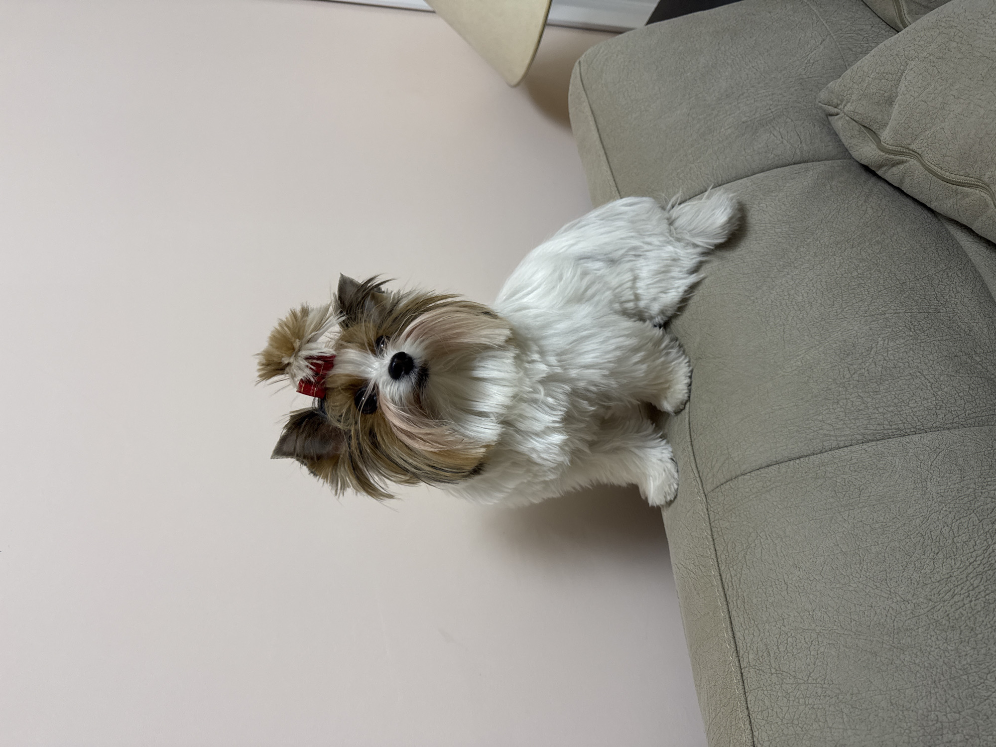A small dog with long, white and brown fur, a black nose, and a small red bow in its hair sits on the arm of a gray leather couch. The background is a light tan wall. The location is not determinable from the image and it is unlikely it is located in Plovdiv, Bulgaria.