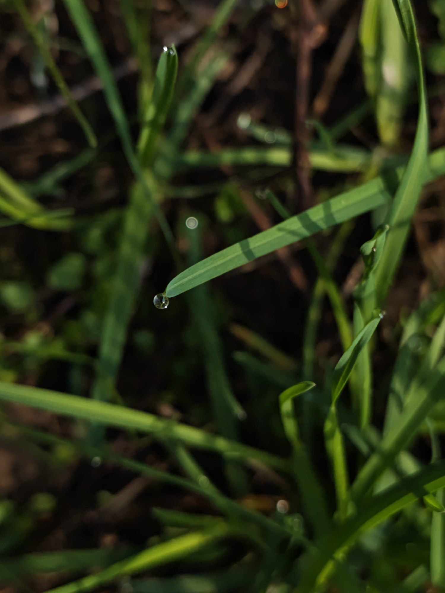 The image depicts a close-up view of grass, likely in Parkhomivka, Ukraine. A single blade of grass prominently features a water droplet clinging to its tip. Additional blades of grass, along with some brown plant debris, fill the surrounding space. The lighting suggests either early morning or late afternoon.