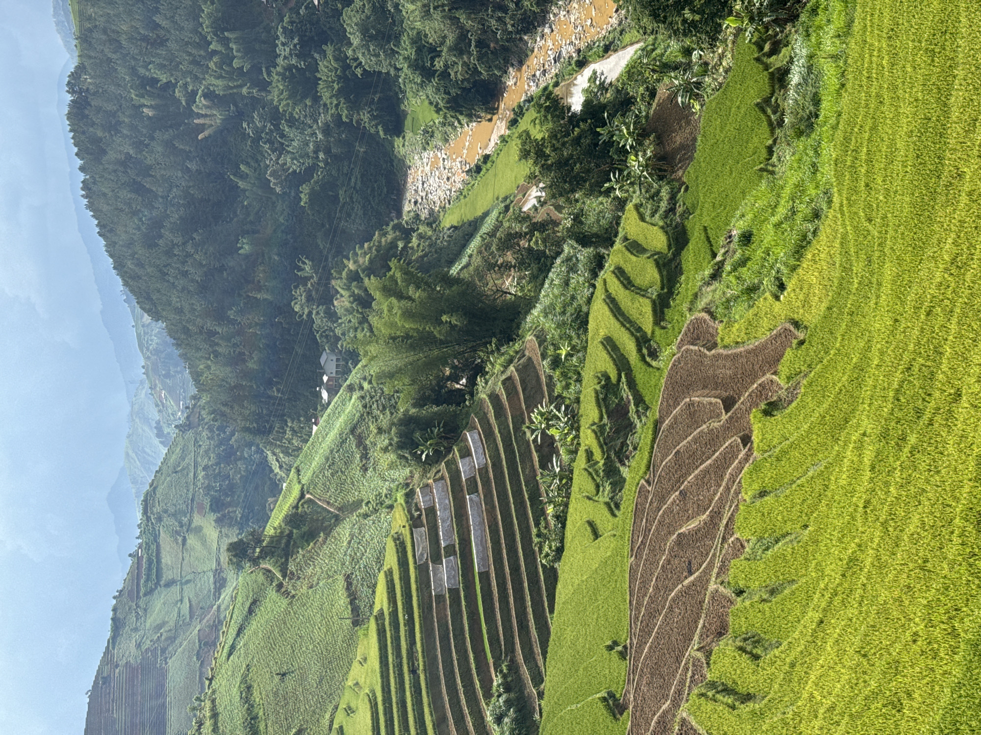 This image captures a breathtaking landscape of terraced rice fields nestled amidst verdant mountains in Khao Mang, Vietnam. The scene is dominated by the intricate patterns of the rice paddies, which cascade down the hillsides, showcasing various stages of cultivation.
In the foreground and midground, vibrant green rice paddies, indicating mature or nearly mature crops, contrast with sections of reddish-brown soil, likely representing recently tilled or fallow fields. The terraces follow the natural contours of the steep slopes, forming organic, undulating lines. Within some of the brown terraces, white rectangular patches are visible, possibly covering seedlings or specific crops.
Dense green vegetation, including bamboo clumps and other trees, covers the higher slopes and fills the valleys between the terraced areas. A light brown, possibly muddy, river or stream flows through a valley towards the upper left of the image, flanked by rocky banks and a narrow dirt path or road.
In the distance, layers of mountains fade into a hazy, pale blue sky, suggesting a clear but atmospheric day. A few scattered buildings or structures can be discerned on the distant slopes. The overall impression is one of lush natural beauty combined with centuries of human agricultural ingenuity. The time of day appears to be daytime, with bright, even lighting and no harsh shadows. No people or visible text are present in the image.