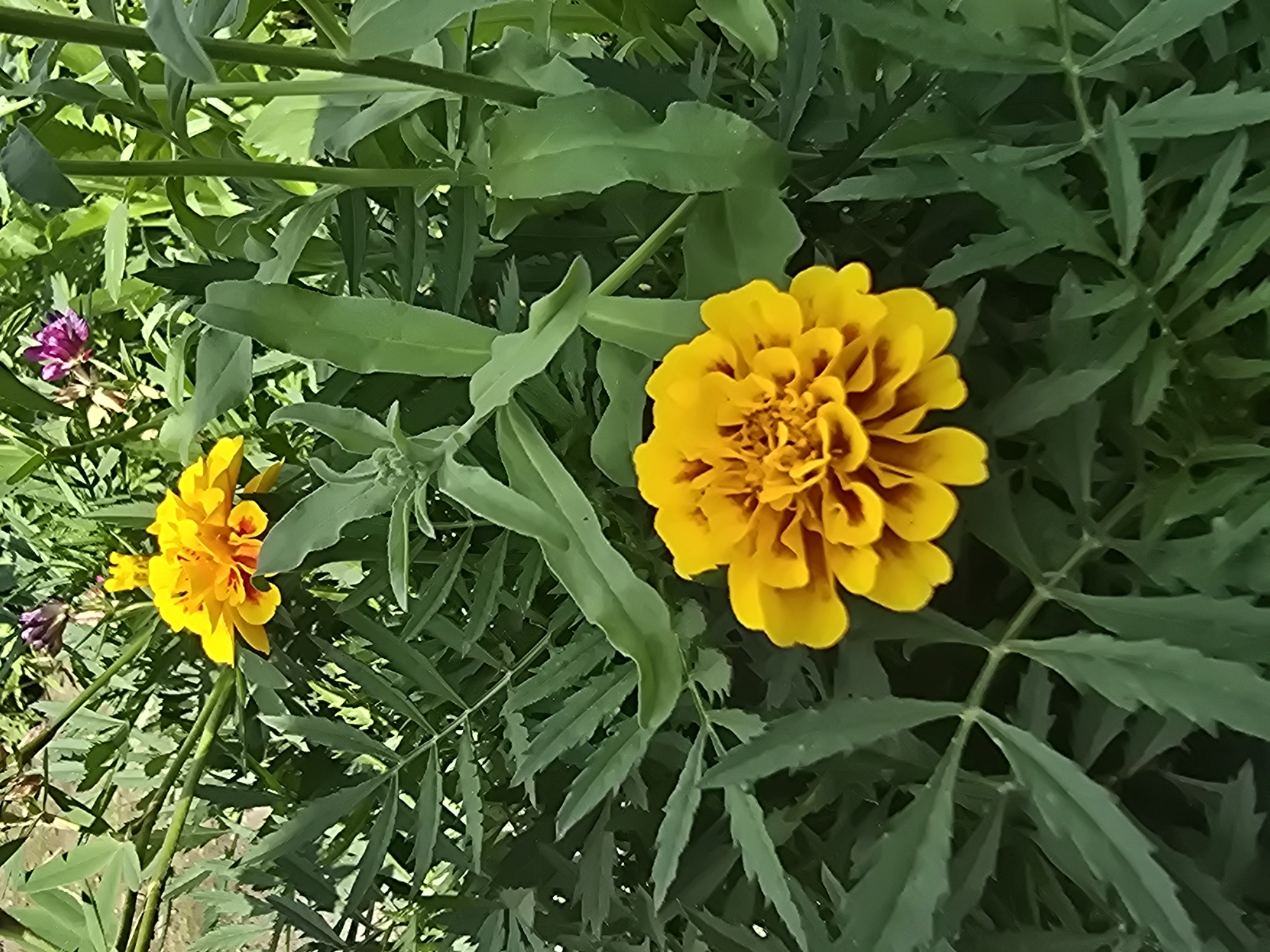 The image shows a close-up view of two vibrant yellow marigolds nestled amongst lush green foliage. The marigold in the foreground is larger and in sharp focus, displaying its intricate, layered petals with hints of reddish-orange at their base. The second marigold, located in the upper left quadrant of the image, is smaller and slightly out of focus, but still clearly identifiable. The surrounding leaves are a deep green, with some appearing feathery and others broader and smoother. In the background, a small cluster of purple flowers can be faintly seen. The scene appears to be an outdoor setting, possibly a garden, bathed in natural light, suggesting a daytime environment. The image does not contain any people or specific city landmarks that would allow for precise location identification within Ермолаево, Russia.