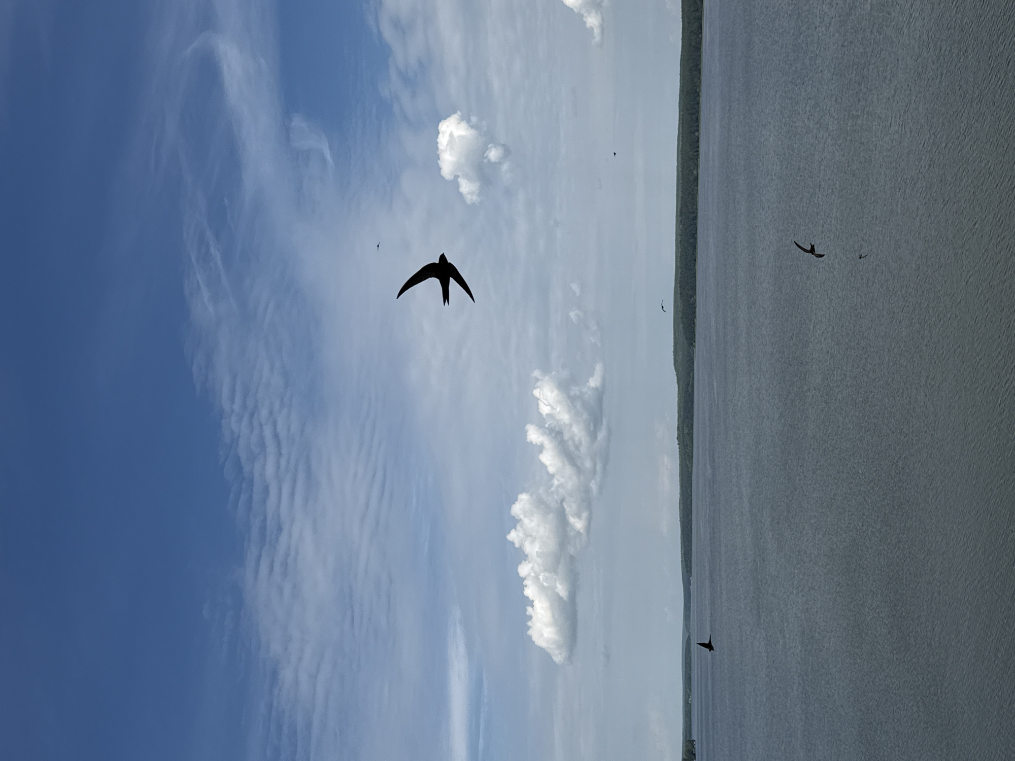 The media file depicts a scene with a vast expanse of water on the right and a blue sky with clouds on the left. Several birds are silhouetted against the sky and water, suggesting they are in flight. One prominent bird, a swift, is captured in mid-air with its wings outstretched, positioned in the upper left quadrant of the image. Other smaller birds are scattered throughout the frame, some in the sky and some above the water.
The sky is a clear blue with wispy, elongated clouds and some larger, fluffier cumulus clouds. The water appears to be a lake or a wide river, with subtle ripples on its surface, indicating a calm day. The left edge of the image shows a distant treeline, suggesting the presence of land bordering the water.
The scene appears to be set during the daytime, likely on a clear or partly cloudy day. The sunlight casts silhouettes of the birds, indicating it is not overcast. The overall mood is one of natural tranquility and freedom, with the birds actively engaged in flight over the water. There is no visible text in the media file. The location context of Votkinsk, Russia, implies a natural landscape setting, consistent with the visual elements.