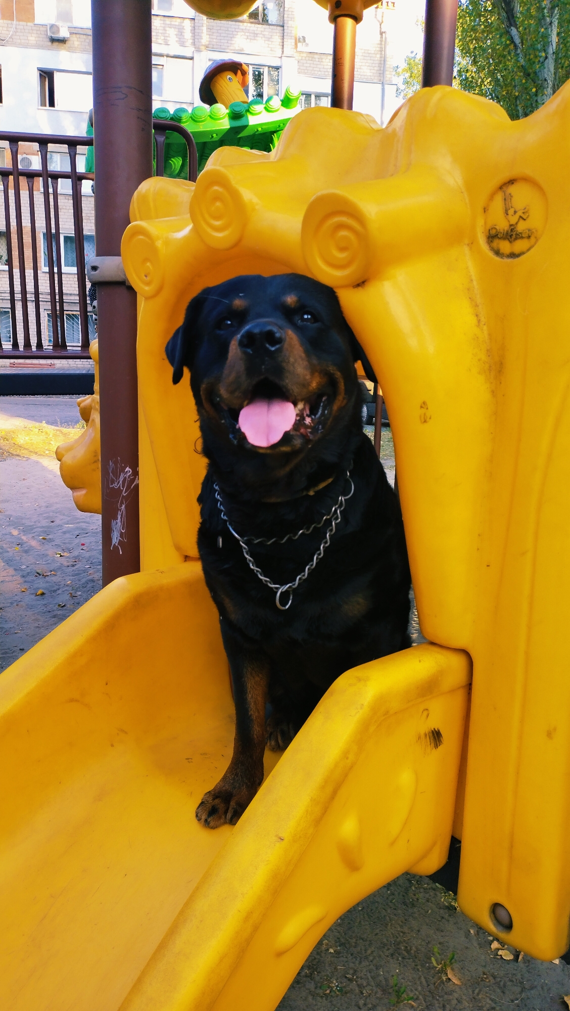 A Rottweiler dog sits on a yellow plastic playground slide. The dog is black with tan markings and is wearing a silver chain collar. Its tongue is hanging out and its mouth is open. The slide is part of a larger playground structure, with a brown pole visible to the left of the dog. In the background, a light-colored brick building and trees are visible. The ground beneath the slide appears to be sand and gravel. The image was taken on a sunny day. The playground is located in the city of Horishni Plavni, Ukraine.