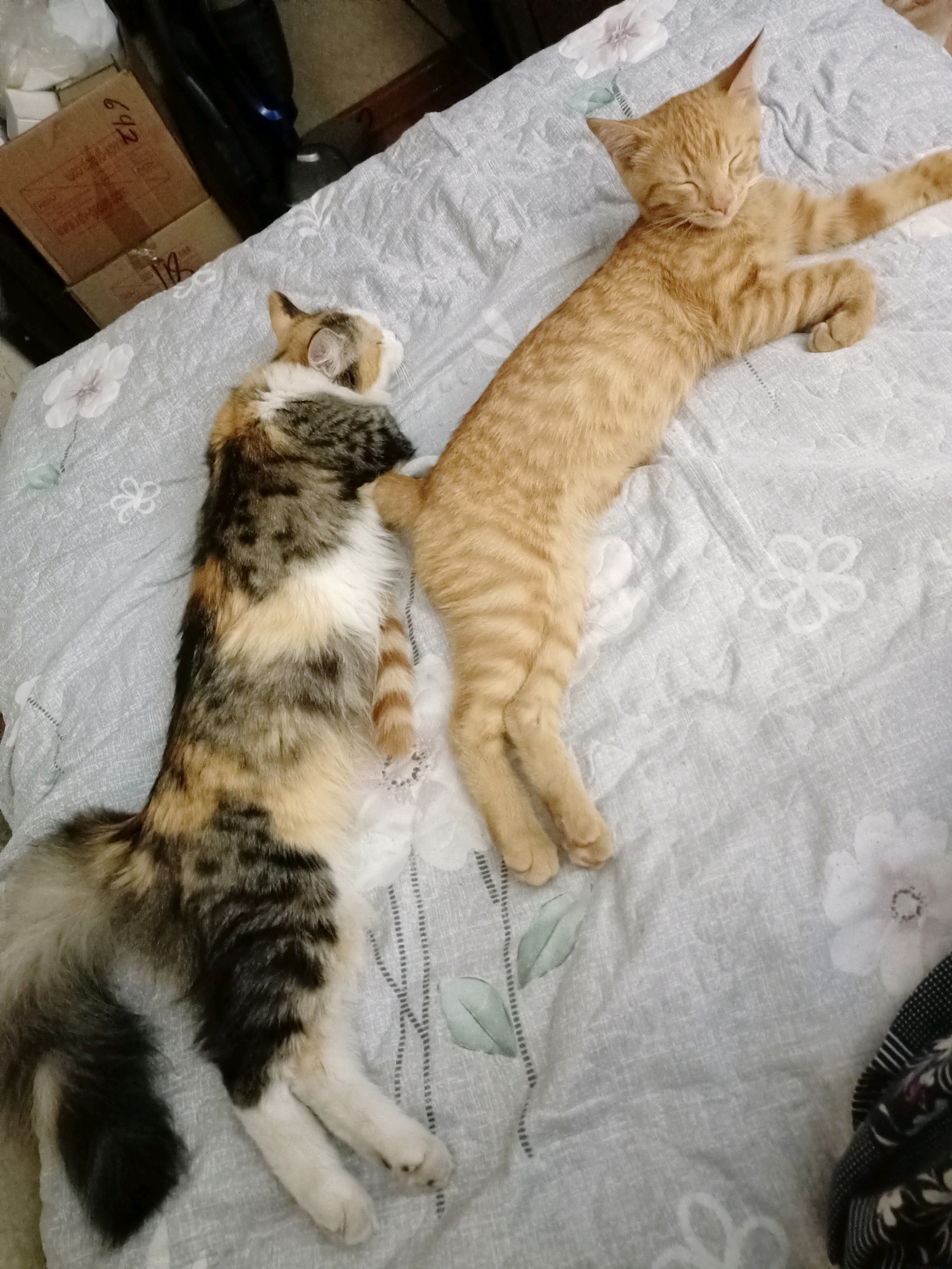 Two cats are sleeping on a gray blanket with a floral pattern. One cat is orange tabby and is stretched out on its back with its legs in the air. The other cat is a calico and is curled up next to the orange tabby. The cats are on a bed, which is in a room. There are cardboard boxes in the background. The location is the city of Almaty, Kazakhstan.
