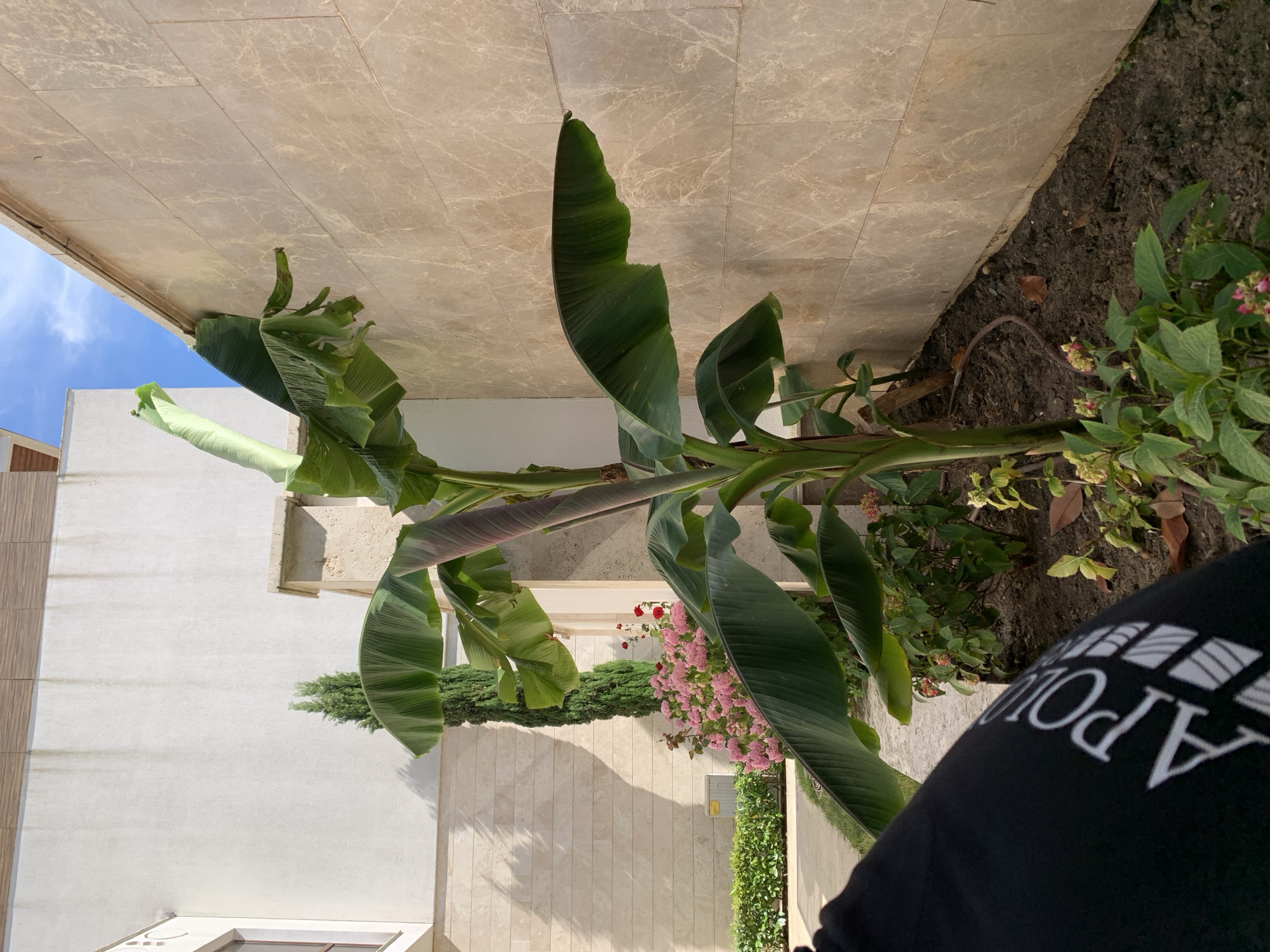 A person is captured from the chest up in the lower right corner of the frame. They are wearing a black t-shirt with white text on it that reads "APOLL". The t-shirt is partially obscuring the background. The image is shot from a high angle looking down. The background shows a banana plant with large green leaves. Behind the plant are some pink flowers, a dark green hedge, and a wall clad with beige stone tiles. Further in the background, a white building is visible, and a small section of blue sky with white clouds. The scene appears to be outdoors, possibly a garden or courtyard. The lighting suggests it is daytime, with shadows cast on the wall, indicating sunlight. The overall mood is casual and relaxed, focusing on the natural elements and the person's attire. The location is identified as Sozopol, Bulgaria.