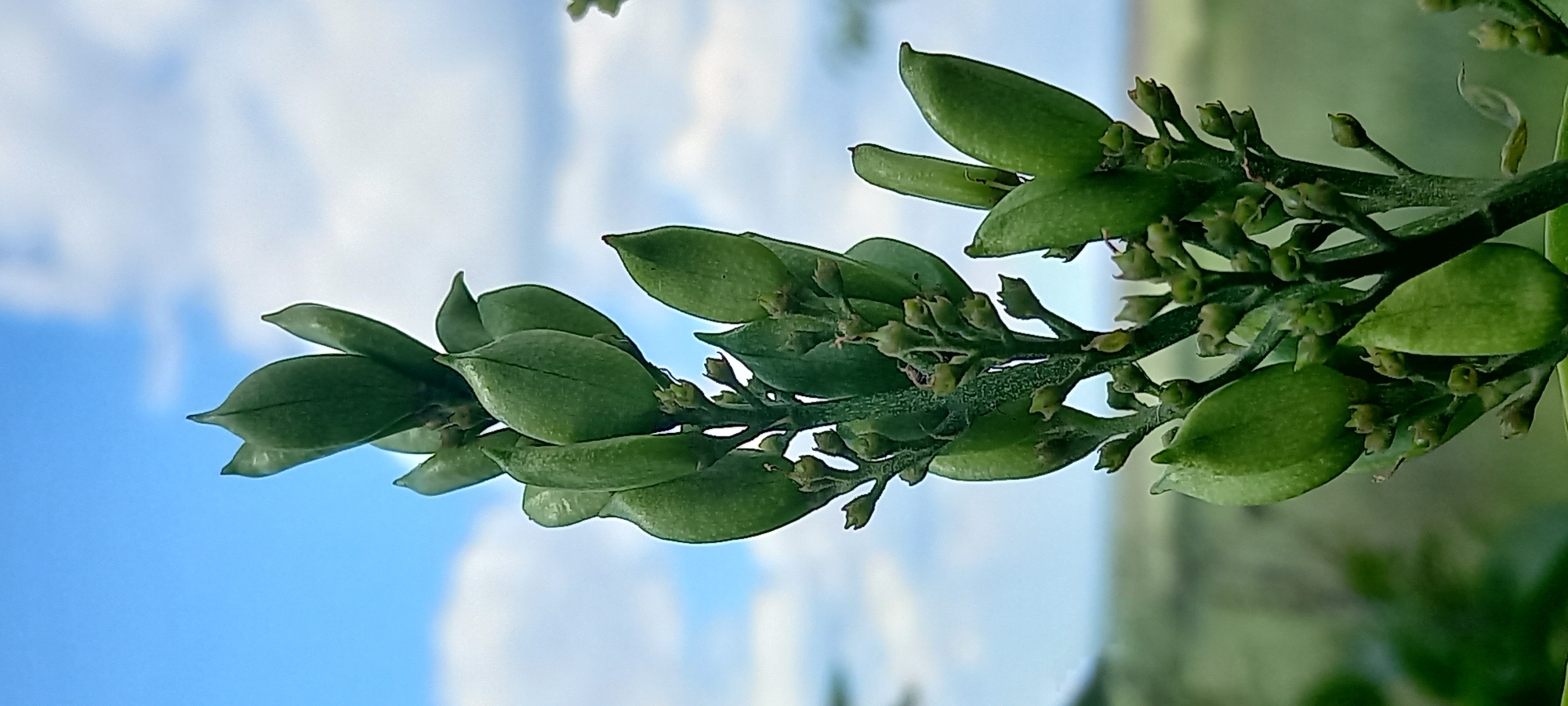 A close-up, vertical, outdoor, eye-level shot focuses on a plant branch with developing seed pods and small buds against a bright blue sky with scattered white clouds. The plant stem is green and textured, with multiple branching stems holding the green, pointed seed pods. Some of the pods are elongated and plump, while others are smaller and more ovular. Tiny, light-brown buds are clustered around the stems, some appearing to be dried out. The background is softly blurred, with hints of green foliage and a distant, hazy landscape. The image does not depict any people, actions, or interactions. The location is not discernible from the visual content.