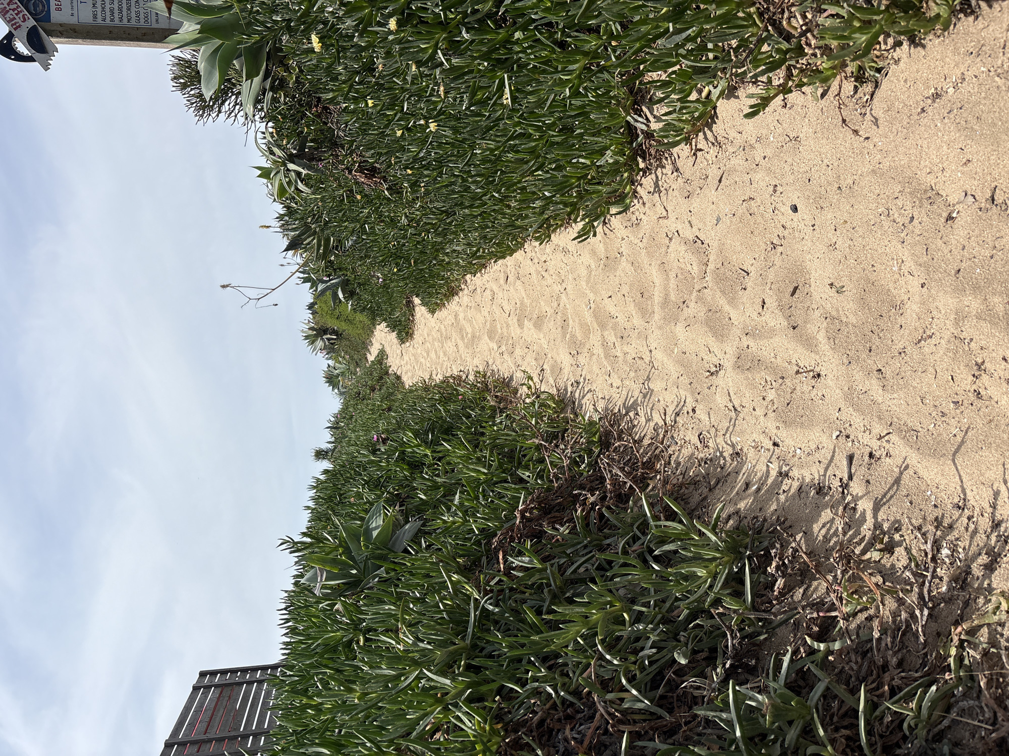 A sandy path stretches between lush, green vegetation under a bright, clear sky. The path leads into the distance, framed by the dense foliage on either side. A partially visible signpost stands on the left side of the path. The sign includes text, indicating beach rules and regulations, and the visible word "BEACH" confirming its location. The dense vegetation is a mix of succulent ground cover and scattered dry plant matter. Based on the vegetation type and sign content, the location is likely along a coastal path. The image orientation is vertical. The city Huntington Beach in the United States of America is not visually evident in the image.