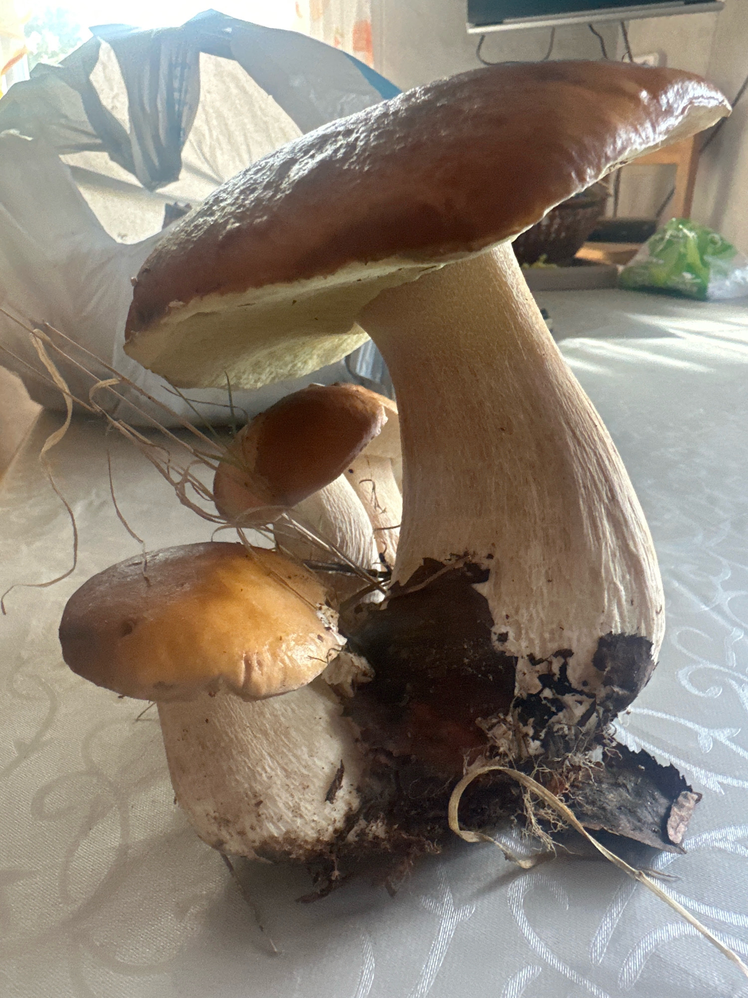 The image shows a close-up, eye-level view of a collection of large porcini mushrooms on a white, textured tablecloth. The mushrooms are arranged in a cluster, with one very large mushroom dominating the center-right of the frame. Its cap is a rich, glossy brown, and the stem is thick and pale beige, showing some dark, earthy debris at its base and fine vertical striations. Two smaller mushrooms are visible to the left and slightly behind the large one, both with lighter brown caps and similar pale stems. The lighting suggests an indoor setting, possibly near a window, with sunlight casting bright highlights and shadows. In the background, out of focus, is a hint of a plastic bag, a piece of furniture, and a television screen. The setting appears to be a domestic environment within Хацюхоўскі сельскі Савет, Belarus.
