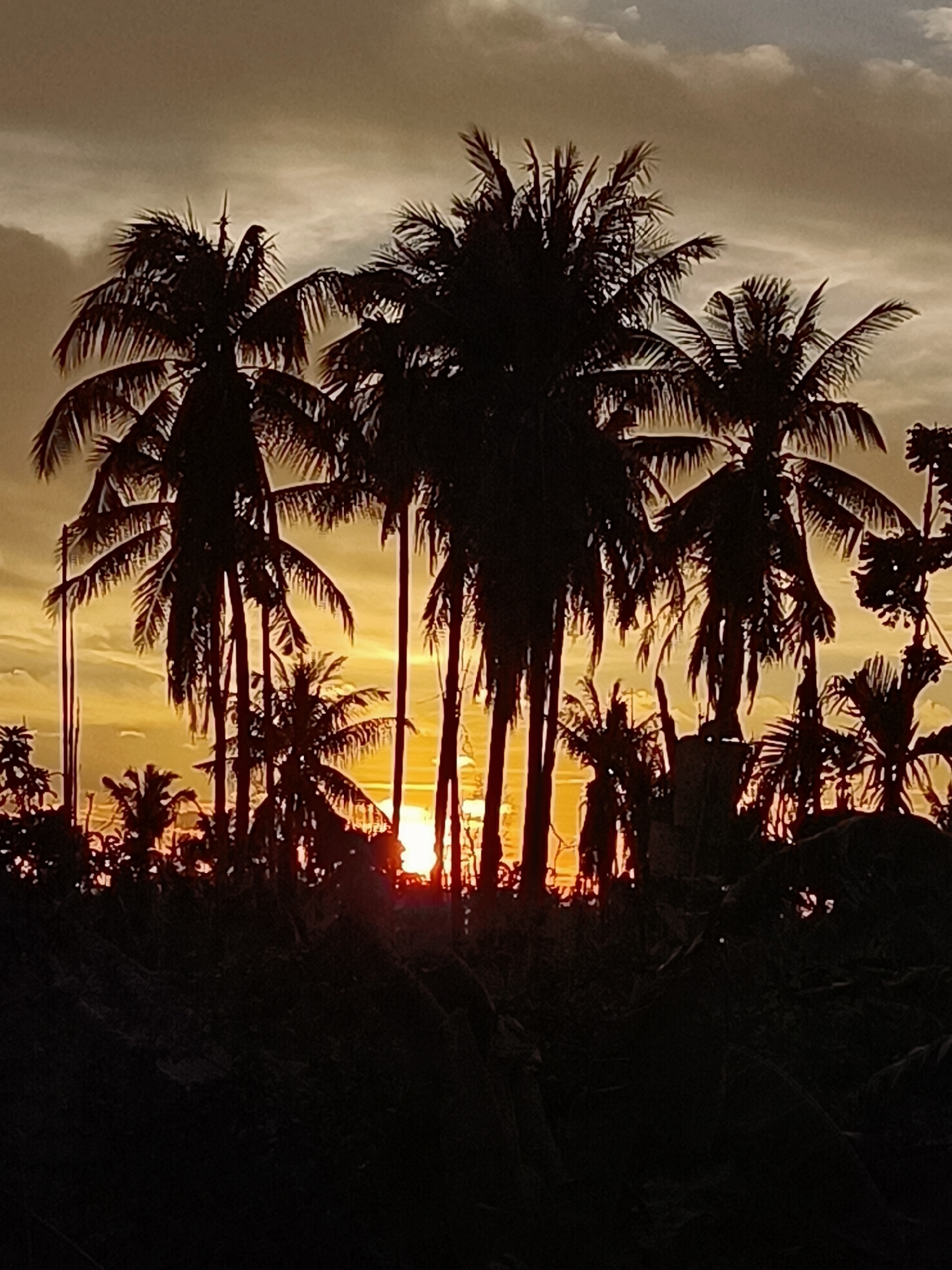 The image depicts a silhouette of several palm trees against a sunset sky. The sun is visible, peeking through the leaves of the trees, casting a warm glow. The sky is filled with clouds, with hues of orange, yellow, and gray. The foreground is dominated by the dark silhouettes of the palm trees and other vegetation, creating a dramatic contrast with the bright sky. The scene appears to be in a tropical or subtropical location, possibly Blang Cut, Indonesia, given the presence of palm trees and the warm, diffused sunlight characteristic of a sunset in that region. There are no people or visible human activity in the image.