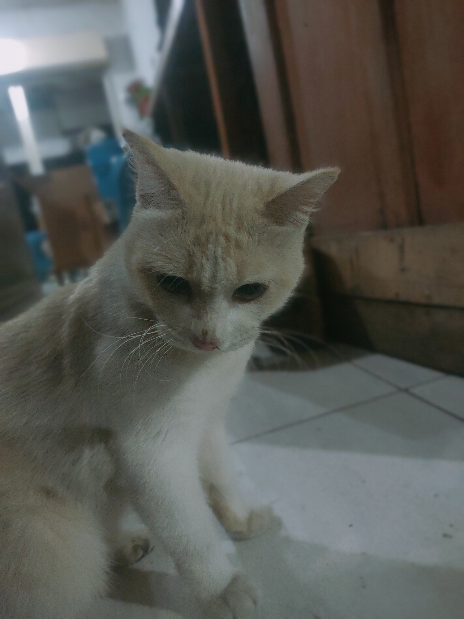 A light-colored cat is seated on a tiled floor in a room with wooden paneled walls. The cat is facing slightly downwards and to the left, with its ears perked up. The background is blurred but suggests an indoor domestic setting, possibly a house in Sooko, Indonesia. The lighting is dim, creating shadows on the floor and walls. There are no people visible in the image.