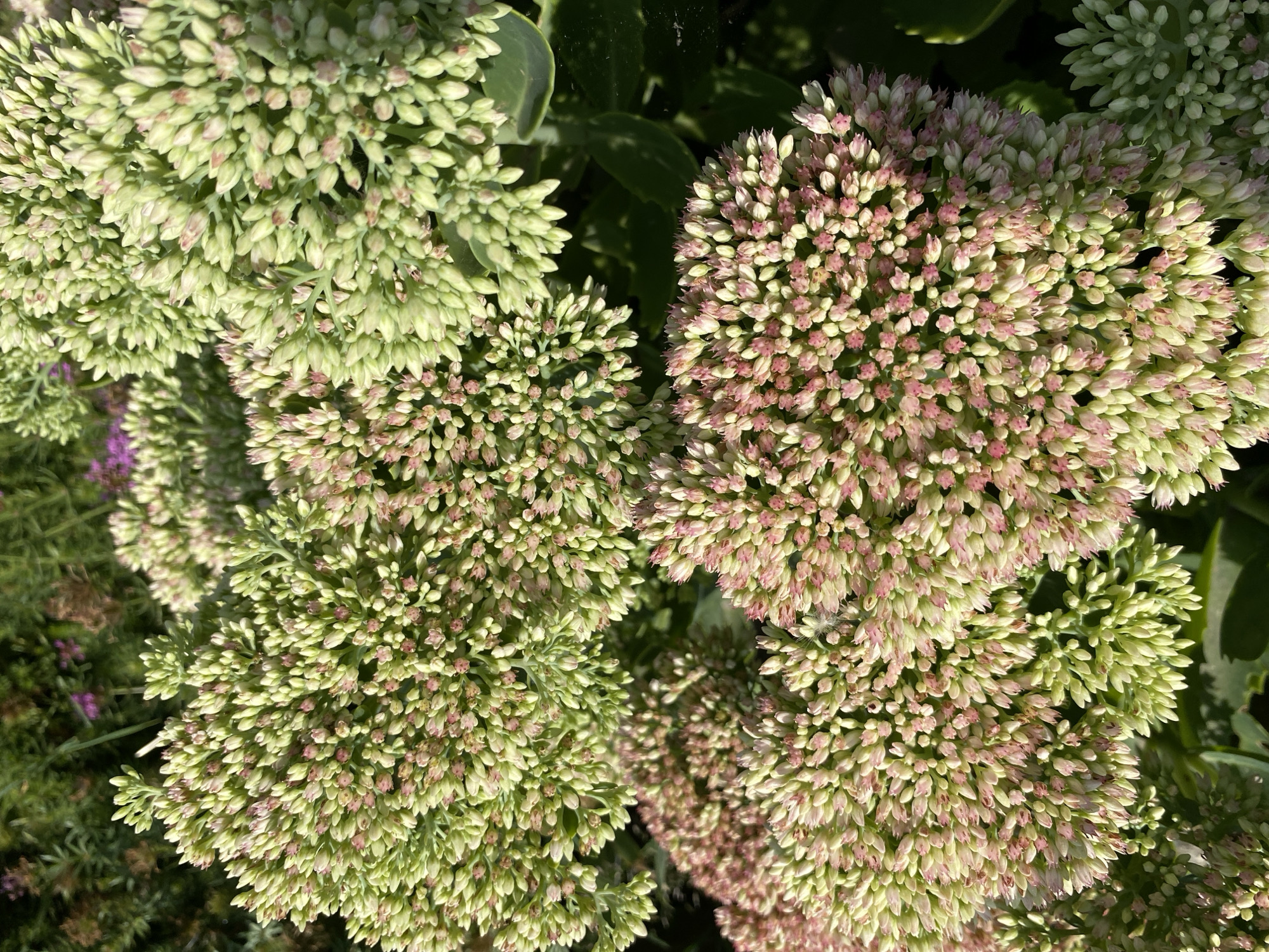 The image is a close-up, overhead shot of a cluster of Sedum flowers, commonly known as stonecrop. The flowers are in various stages of bloom, with some appearing as tight green buds and others showing hints of pink. The arrangement of the blossoms creates a dense, textured effect. In the background, out-of-focus greenery and hints of purple flowers suggest an outdoor garden setting. There are no people or animals visible in the frame. The lighting is natural, casting soft shadows and highlighting the delicate details of the petals and buds. The scene appears to be a tranquil and naturalistic view of a blooming plant. The image does not contain any information that would indicate its location within Ventsy, Russia.