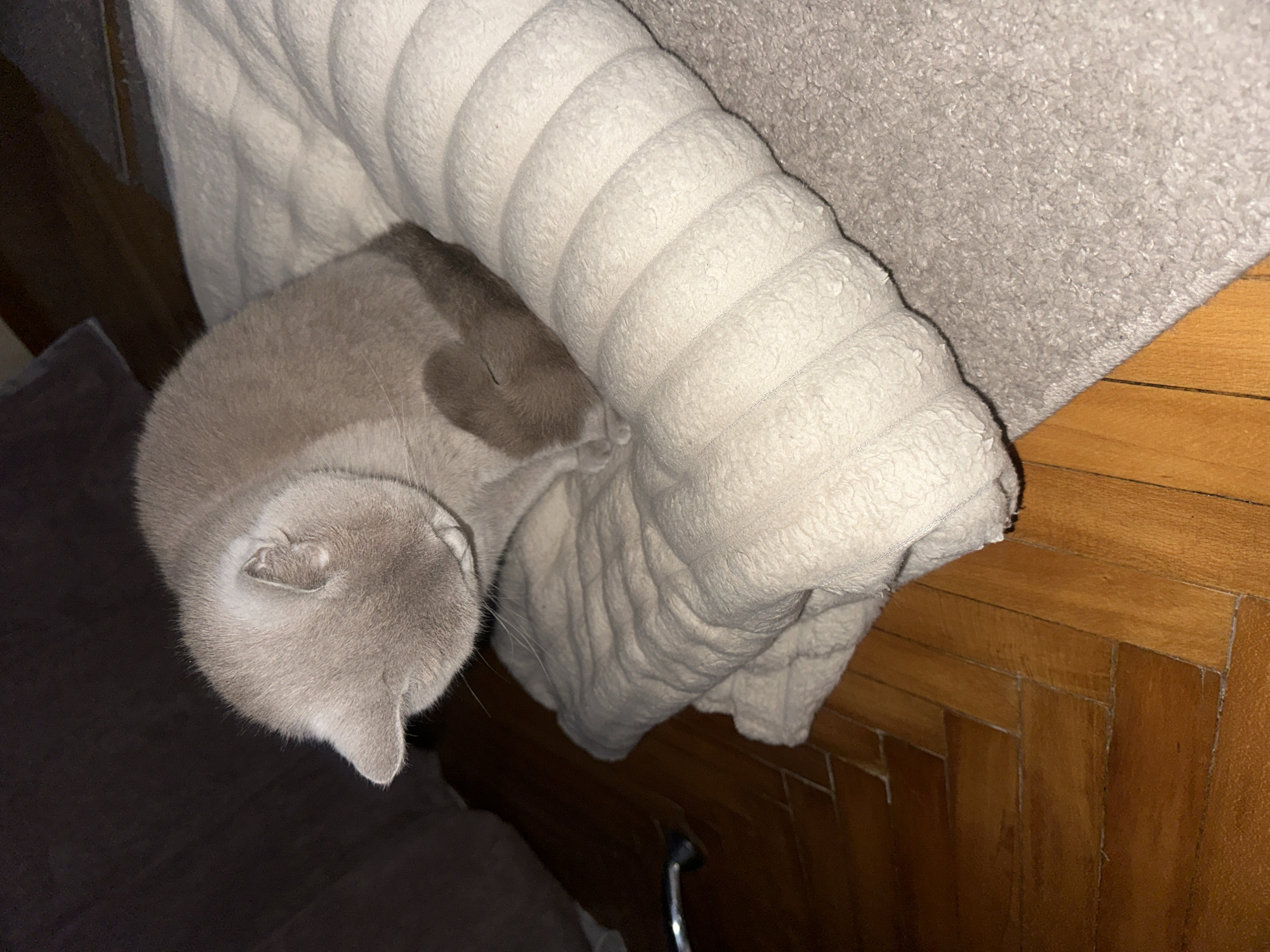 The image, set in Ternopil, Ukraine, displays a light gray cat, likely a British Shorthair, curled up and resting or sleeping peacefully indoors. The cat's head is visible, tilted downwards, with one ear partially showing, nestled comfortably into a cozy spot. Its short, dense fur appears soft under the ambient lighting.
The cat is positioned between two soft materials. To its right, a thick, light cream or off-white blanket or pet bed features distinctive horizontal ridges, creating a supportive and soft enclosure. To its left, a darker, possibly dark gray or brown, soft textile, such as another blanket or a cushion, is visible. The background reveals a warm-toned wooden floor composed of rectangular planks arranged in a pattern.
The lighting in the scene is soft and somewhat dim, suggesting a quiet indoor environment, possibly during the evening or night, enhancing the sense of calm and comfort. The cat appears serene and content in its soft surroundings. There is no visible text in the image.