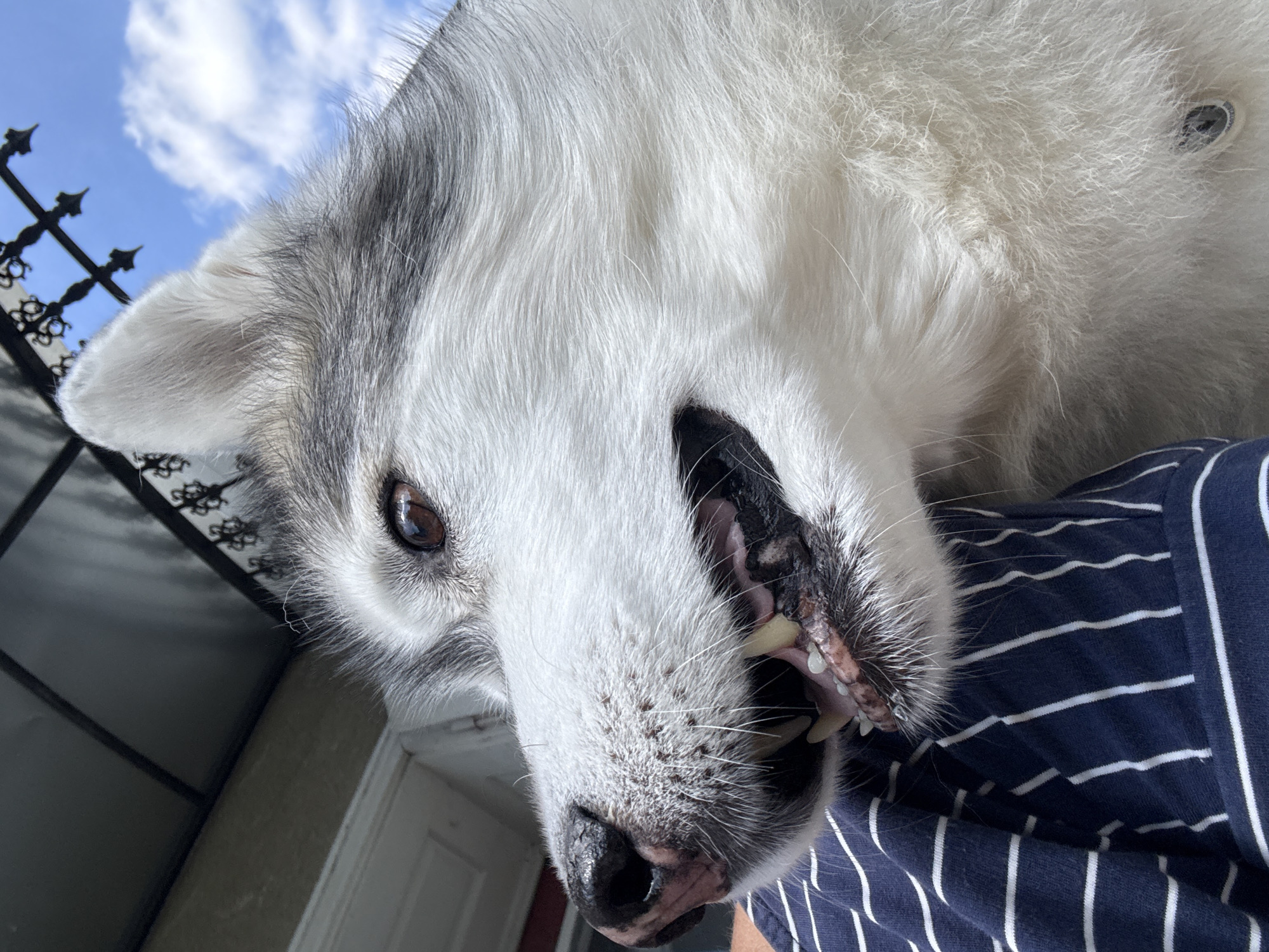 A close-up, waist-up shot shows a husky dog wearing a blue and white striped shirt looking to the left. The dog's face is white and gray, with brown eyes and visible teeth. The background is blurred, showing a cloudy sky and a porch roof. The dog's fur is thick and white, with gray markings around its eyes and ears. The dog's nose is black and wet. The shirt is made of soft fabric and has thin white stripes. The lighting suggests it is daytime.