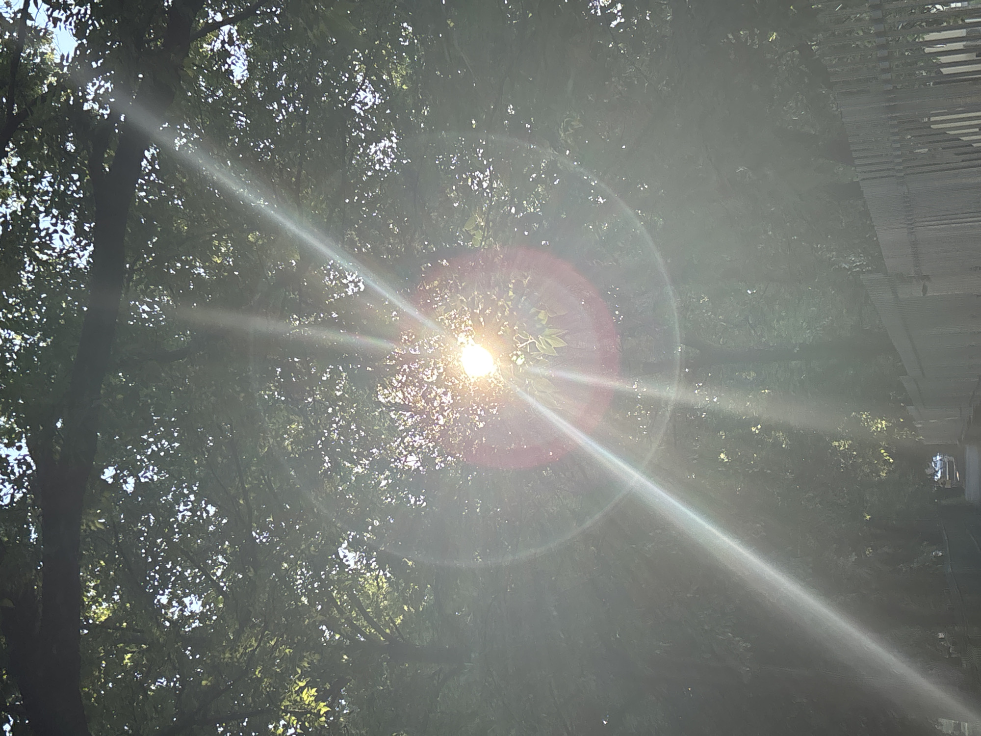 The image shows sunlight filtering through the leaves of a tree, creating lens flare. The scene appears to be outdoors, with a fence visible on the right side and a street with a car in the distance at the bottom. The overall impression is a sunny day in a green, possibly residential or park-like area of Shumen, Bulgaria.