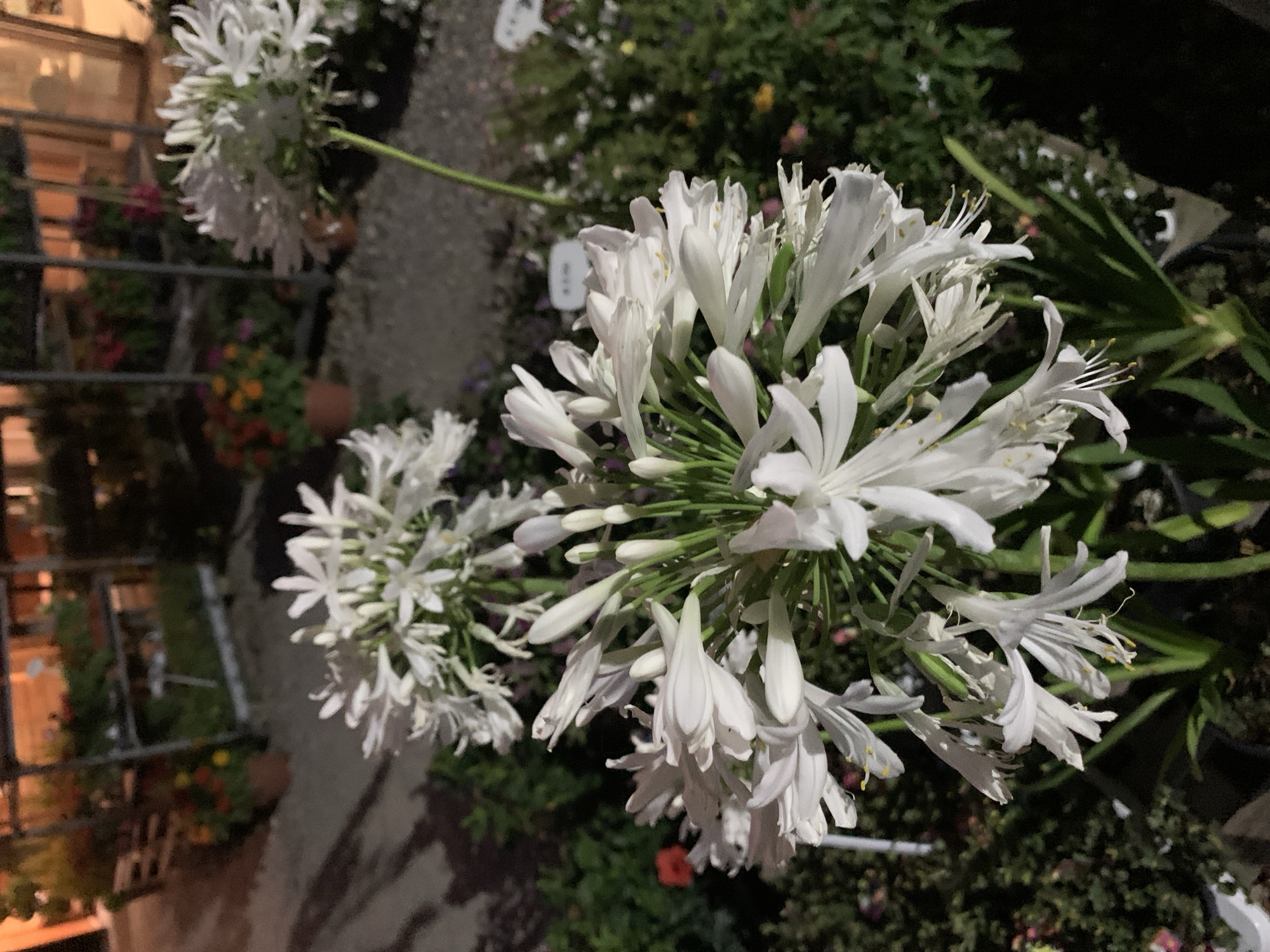 This media file captures a close-up view of white Agapanthus flowers in bloom. The flowers are clustered together on green stems, with some buds still closed and others fully open, displaying delicate white petals and yellow stamens. The background is a blur of green foliage and dark shadows, suggesting an outdoor setting, possibly a garden or nursery. The lighting is dim, indicating it might be dusk or night, with artificial light casting shadows. In the blurred background, there are hints of other plants and possibly some man-made structures, like a metal railing and some potted plants. No people are visible in the frame. The overall impression is a peaceful, botanical scene, with the focus sharply on the intricate details of the white flowers. The location context provided is San Quirico d'Orcia, Italy.