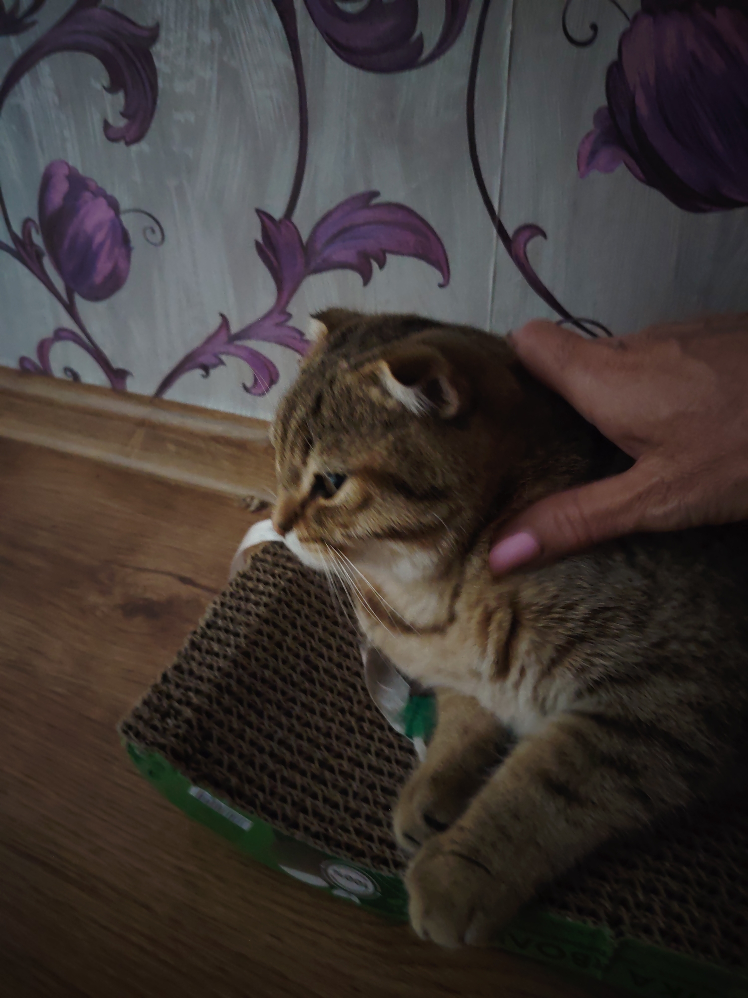 A Scottish Fold cat is resting on a cardboard scratching pad. The cat has tabby markings and is facing to the left. A human hand is gently petting the cat on its head and neck. The background shows a wall with a floral wallpaper and a wooden baseboard. The floor is made of wood planks.