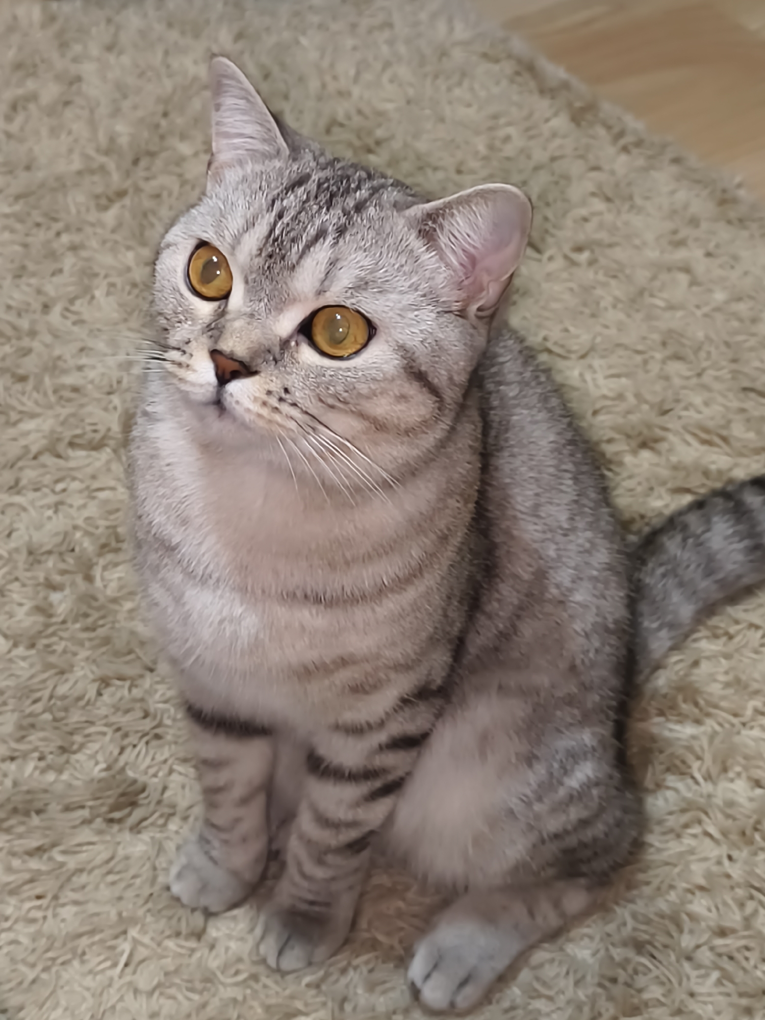 A close-up, eye-level shot shows a British Shorthair cat with silver-tabby markings sitting on a shaggy, beige carpet. The cat is looking upwards and slightly to the left with its large, round, golden eyes. Its ears are pointed and perked. The cat's body is mostly visible, with its tail curled to the right. The background is slightly out of focus, revealing a wooden floor on the right side of the image.