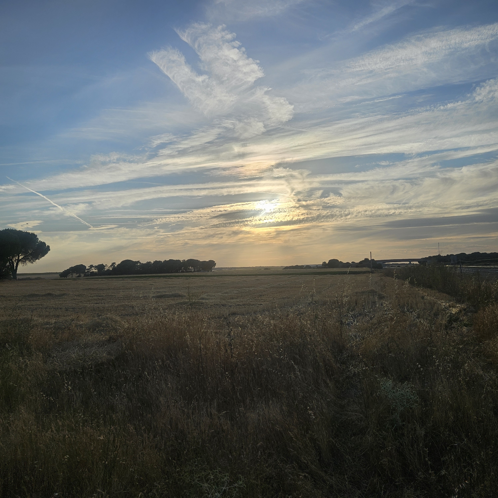 The image depicts a rural landscape under a partially cloudy sky, likely at sunset or sunrise, given the warm glow on the horizon. The foreground is dominated by dry, tall grass and stubble in a field, suggesting a harvested agricultural area. In the middle ground, a line of trees forms a dark silhouette against the sky, with a larger, solitary tree standing out to the left. The background shows a more distant treeline and what appears to be a highway or bridge structure spanning across the scene. The sky itself is a mix of blue and wispy white clouds, with the sun creating a bright, slightly diffused area of light. The overall scene conveys a sense of open space and natural tranquility. The location in Cuéllar, Spain, implies this landscape is characteristic of the Castilian countryside, known for its agricultural plains and open skies.