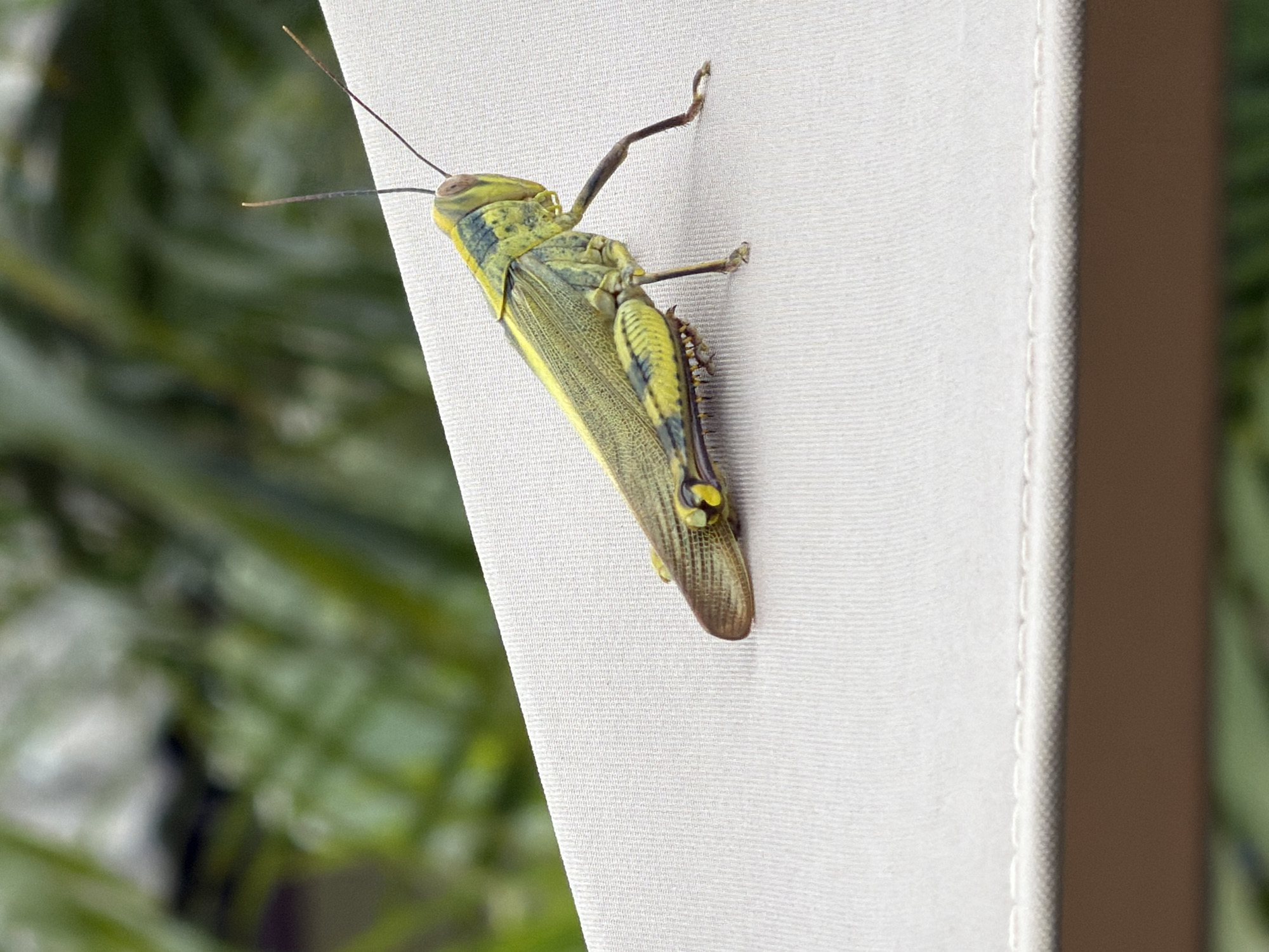 A close-up, eye-level shot shows a grasshopper on a light-colored, textured surface. The grasshopper, predominantly yellow and green with black markings, is positioned horizontally across the frame, facing right. Its body is segmented, and its hind legs are extended. The background is blurred, featuring green foliage. The foreground shows the edge of the surface, which appears to be fabric or canvas, with a brown underside visible. The scene is likely outdoors, given the foliage. There are no people or any specific landmarks indicating a location in Ko Samui District, Thailand.
