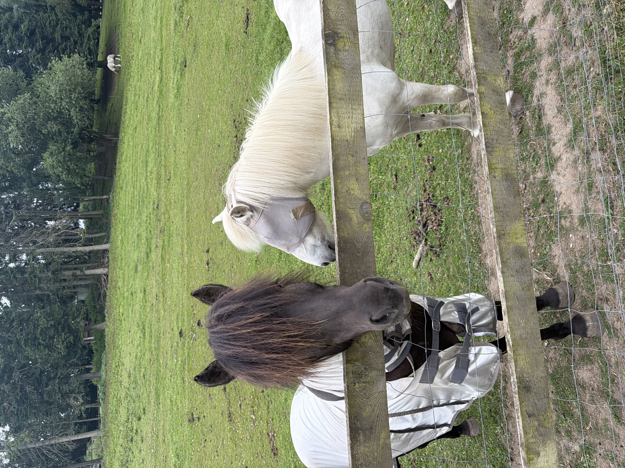 Two ponies are standing in a grassy field separated by a wooden fence. The pony on the left is dark brown with a shaggy mane and is wearing a white blanket with silver accents. The pony on the right is white and has a light-colored mask over its eyes and ears. In the background, a line of trees forms a backdrop to the field, and a third pony can be seen grazing in the distance. The overall scene suggests a rural setting, likely a farm or pasture.