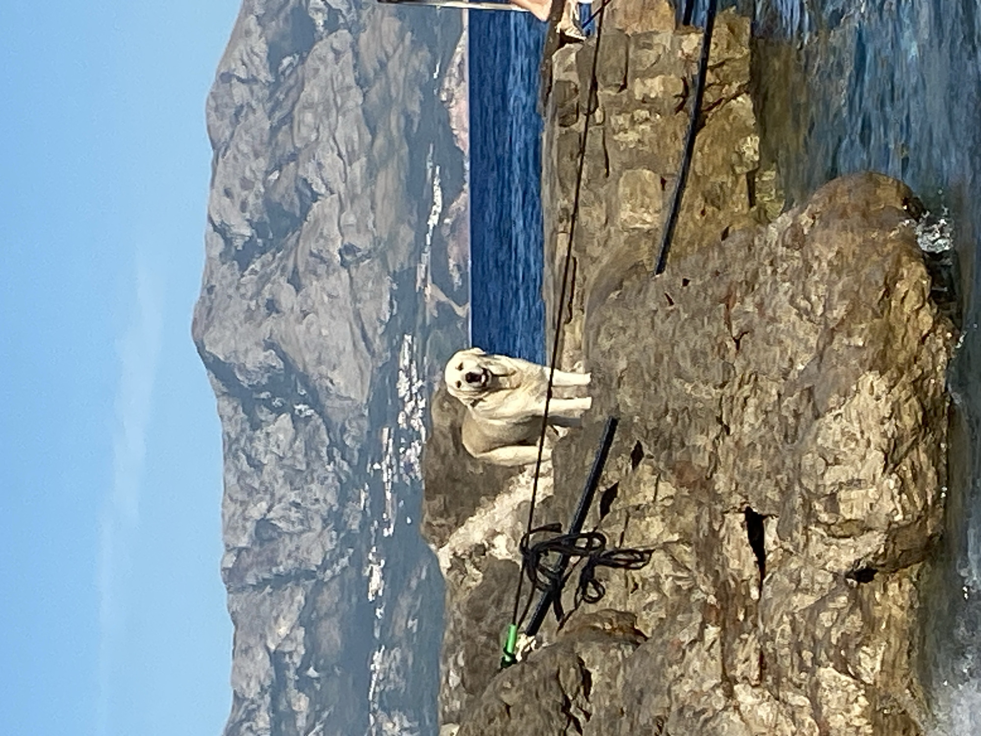 A light-colored dog stands on a rocky shoreline with the sea and mountains in the background. The dog is facing the camera with its mouth open, appearing to pant or smile. The rocks are large and irregular, with some black ropes or cables draped across them. The sea is a deep blue and appears calm. In the distance, a range of mountains with rocky, barren slopes dominates the horizon. Some scattered white buildings can be seen on the lower slopes of the mountains. The sky is a clear, bright blue. The image appears to be taken in the area of Prijevor, Montenegro, given the characteristic mountainous coastal landscape.