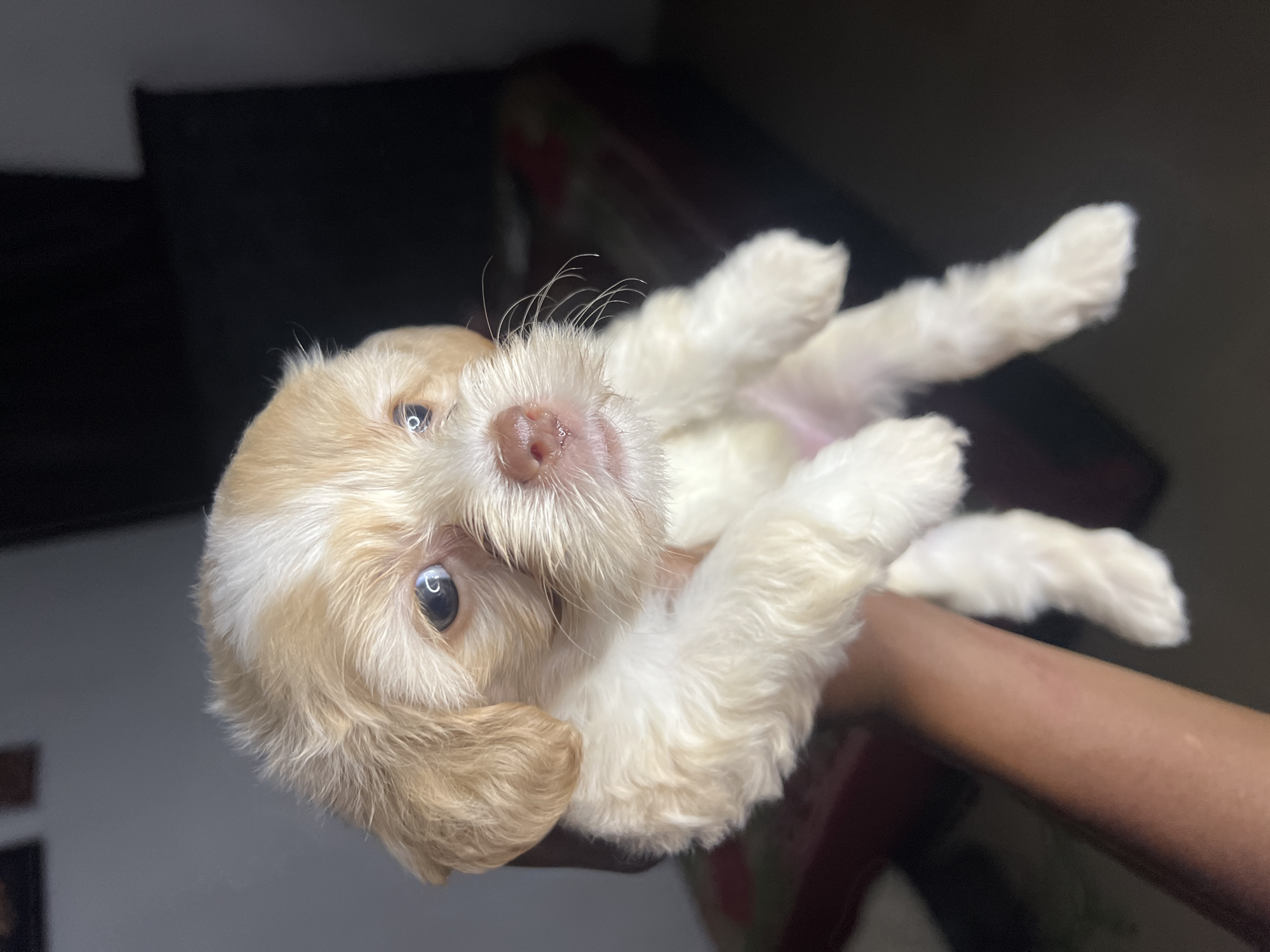 A light-colored puppy with tan markings on its head and ears is being held by a person. The puppy has fluffy fur and is looking towards the camera. The background is dark, with a hint of furniture and a patterned fabric. The image appears to have been taken indoors, likely in a residential setting. It is impossible to determine the location in Jos, Nigeria from the provided image.