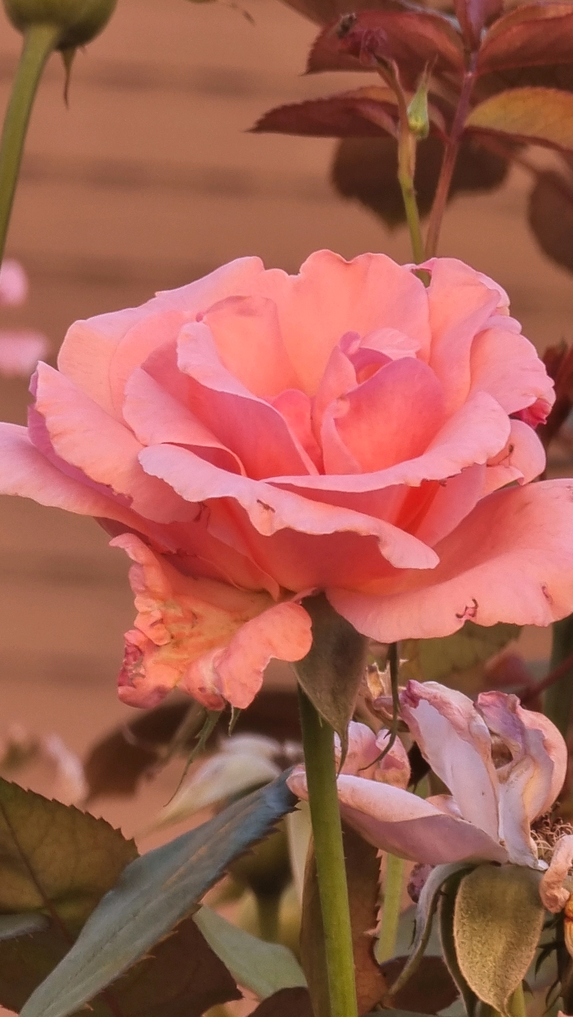 A close-up shot features a blooming pink rose in the foreground, its petals unfurling delicately. Several smaller, wilted pink flowers and buds are visible behind the main rose. Dark green leaves with serrated edges are scattered throughout the lower portion of the image. The background consists of a blurred, light brown surface, possibly a wooden fence. A few small ants can be seen on the rose petals. The scene is located in Sant Joan Les Fonts, Spain.