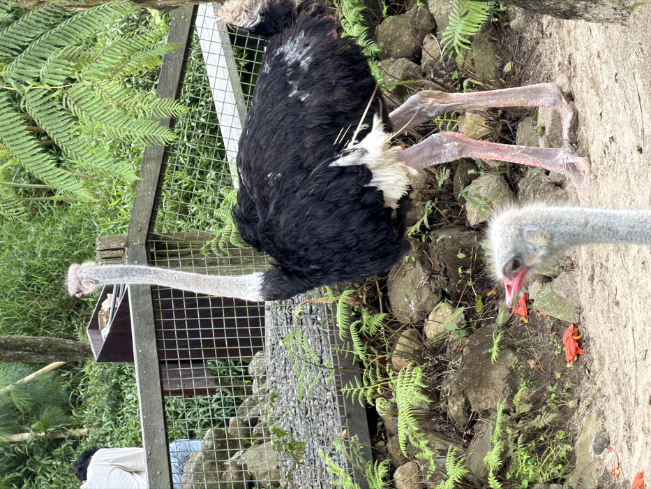 Two ostriches stand in a fenced enclosure. One ostrich is closer, with a gray head, a red beak, and a focused gaze. The other ostrich has black body feathers, white neck feathers, and long gray legs. The ground is covered with rocks, sand, and ferns. A wooden fence and a mesh fence enclose the ostriches. Green vegetation is visible in the background.