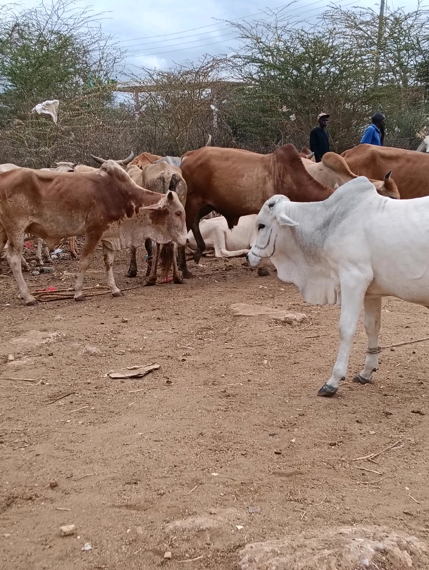 In Zombe/Mwitika ward, Kenya, a herd of cattle are gathered on a dusty, open ground with sparse vegetation and trees in the background. Two men are visible in the middle ground, one wearing a dark cap and the other a blue shirt. The cattle, predominantly brown and white, are standing and some are lying down. A white cow in the foreground is facing left, with black markings on its face. The ground is covered in dirt and small stones, with some scattered debris. The sky is overcast.