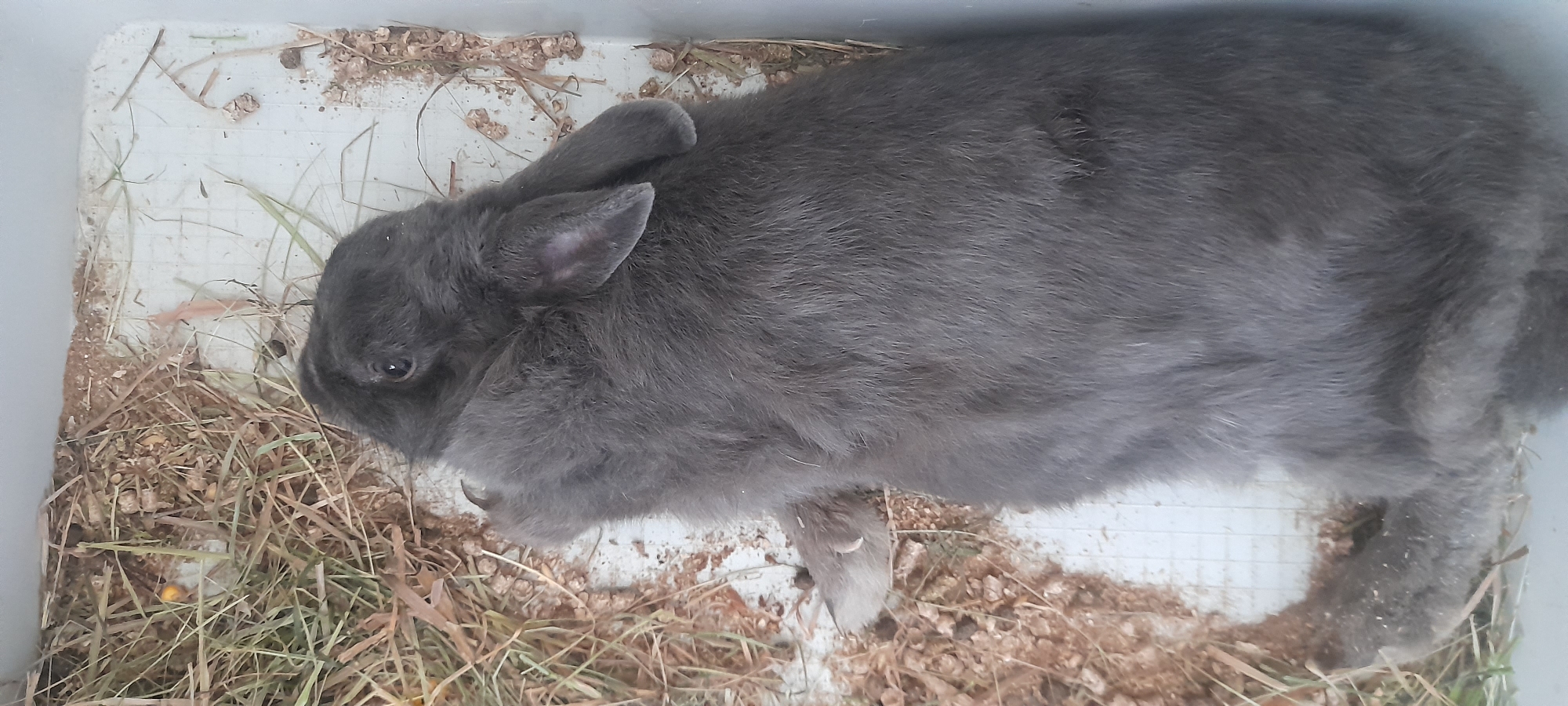 This is a medium shot, high-angle, full-color photograph of a gray rabbit lying in a white plastic enclosure. The rabbit is facing left and its head is turned slightly towards the viewer, with its eyes open. Its ears are relaxed, with one ear slightly folded back. The enclosure is filled with dry grass, straw, and some small pieces of wood or bedding material. The floor of the enclosure appears to be a white plastic material with a grid pattern.
The lighting suggests it is daytime, possibly indoors or in a shaded outdoor area, as there are no harsh shadows. The image does not provide any information about the weather or a specific time of day. The location is not identifiable from the image, other than the fact that the rabbit is in a man-made enclosure. There are no people or text visible in the image. The rabbit appears calm and at rest in its environment.