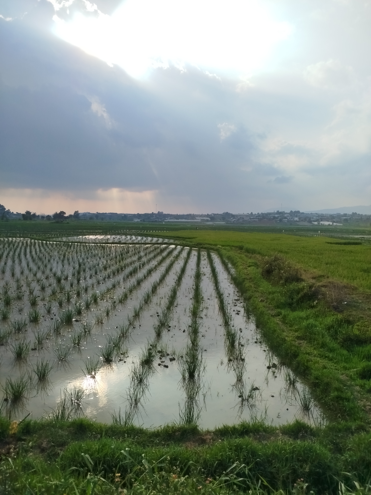 The image displays a serene agricultural landscape, likely in Pró Trong, Vietnam, featuring extensive rice paddies under a dramatic sky. In the foreground and midground, young rice seedlings are planted in distinct, parallel rows within water-filled fields. The water surface reflects the bright sunlight, particularly in the lower left where the sun's reflection shimmers intensely.
A strip of verdant green grass acts as a natural division or pathway on the right side of the frame, separating the flooded paddies from a drier, grassy area. In the distant background, a village or small town is visible, characterized by a cluster of buildings and structures, stretching towards a hazy horizon that may include distant hills or mountains.
The sky is largely covered by clouds, with a significant portion being dark and heavy. However, bright sunlight powerfully breaks through a gap in the upper left part of the clouds, casting rays downwards and illuminating parts of the scene. This strong, directional light suggests either an early morning or late afternoon setting. No people, animals, or discernible text are visible in the photograph. The scene evokes a sense of tranquil rural life and the beauty of cultivated landscapes.
