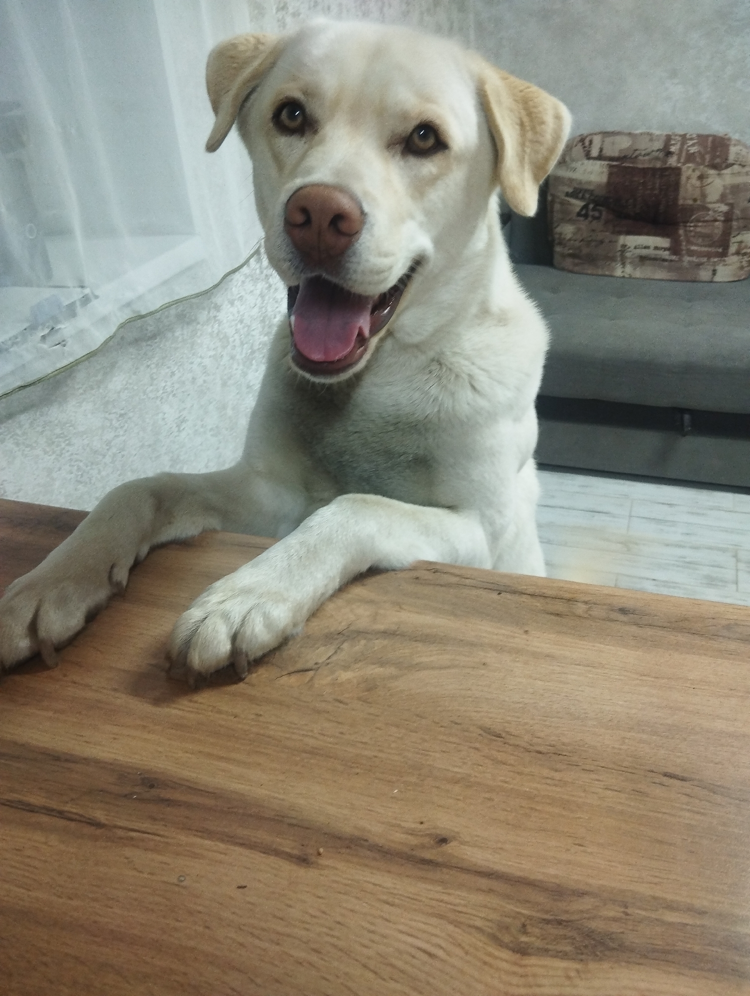A light-yellow Labrador Retriever dog stands with its paws on a wooden table. The dog has brown eyes, a pink nose, and an open mouth. The table has a smooth, light-brown wood grain. A semi-transparent curtain hangs in the background to the left. A gray sofa is visible in the background to the right, with a decorative pillow marked with the number "45." The location is unknown, and it is uncertain whether it is within the city of Grishanki, Russia.