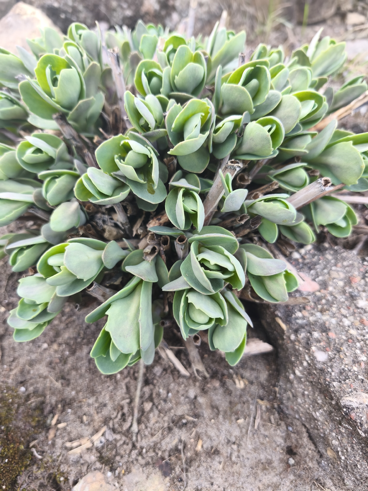 A ground-level, close-up shot reveals a cluster of green succulent plants growing in the sandy soil next to a concrete surface. The plants have small, rounded, light green leaves clustered tightly together, creating a rosette-like appearance. In the center of the plant cluster are the remnants of previous stems or stalks, appearing dry and brown. The sandy soil is a mix of light and dark shades, interspersed with small debris. To the right, a rough concrete surface is visible. The location is Парэчча, Belarus. No people are visible in the image.