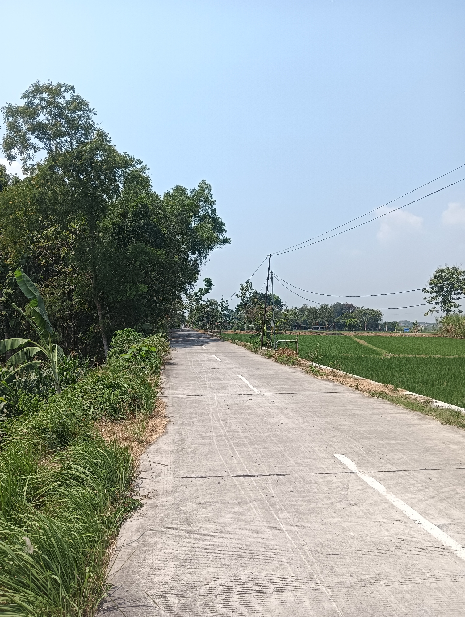 The image depicts a rural road in the vicinity of Tanggan, Indonesia. The road is paved with concrete and marked with white lines, curving into the distance. To the left of the road, lush green vegetation, including tall grasses and banana trees, dominates the foreground. Further back along the left side, a dense collection of trees forms a natural barrier. To the right of the road, a vibrant green rice paddy stretches into the background, with a few scattered trees and utility poles visible against a clear blue sky. The overall scene suggests a bright, sunny day in a agricultural setting. There are no people or animals visible in the image.