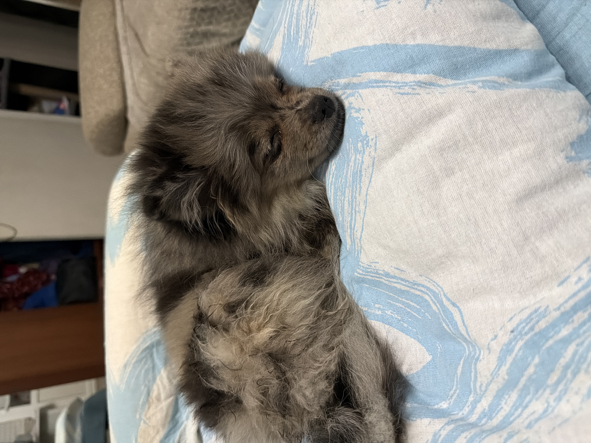 A small, fluffy Pomeranian dog with grey and tan fur is sleeping soundly on a light blue and white striped pillow. The dog is curled up on its side, with its eyes closed and its head resting on the pillow. Its fur is thick and appears a bit disheveled. The background is out of focus but suggests an indoor setting, possibly a bedroom, with furniture and shelves visible. The lighting is dim and warm, indicating it may be evening or an overcast day. The scene conveys a sense of peace and comfort. This image was taken indoors, likely in a residential setting.
