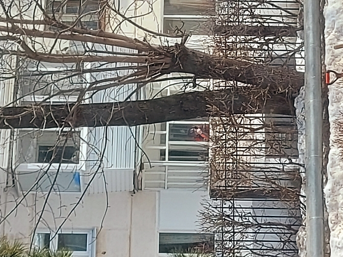 The image captures a light-colored multi-story building in Chaikovsky, Russia, under bright daylight conditions. Bare-branched deciduous trees partially obscure the building in the foreground and midground. A black metal fence with decorative scrollwork runs horizontally across the midground. Inside a ground-level or first-floor window, a person wearing a red or orange garment is visible, holding an object to their face, possibly a phone or cup, and appears to be looking towards the left. An enclosed, white-sided balcony is visible on an upper floor of the building. The immediate foreground features a horizontal grey metal guardrail or pipe, with snow covering the ground beneath it. A portion of an orange shovel handle protrudes from the snow in the lower right corner.