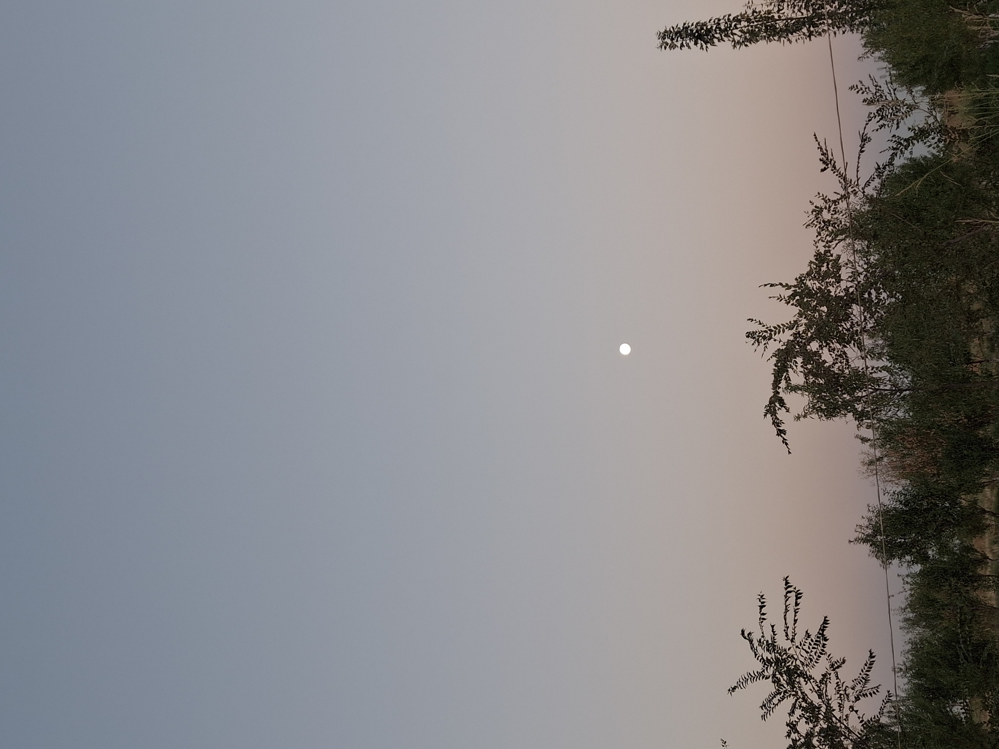 The image depicts a twilight scene in Ko`kdala, Uzbekistan. The sky is a gradient of pale blue and soft pink, with a bright, full moon positioned in the upper center of the frame. Silhouetted against the sky are the tops of several trees, characterized by their dark, leafy branches that extend upwards. In the foreground, a dense line of greenery, likely shrubs and smaller trees, stretches across the bottom of the image. A thin wire is visible horizontally across the middle of the foliage. The overall impression is one of a tranquil, rural evening.