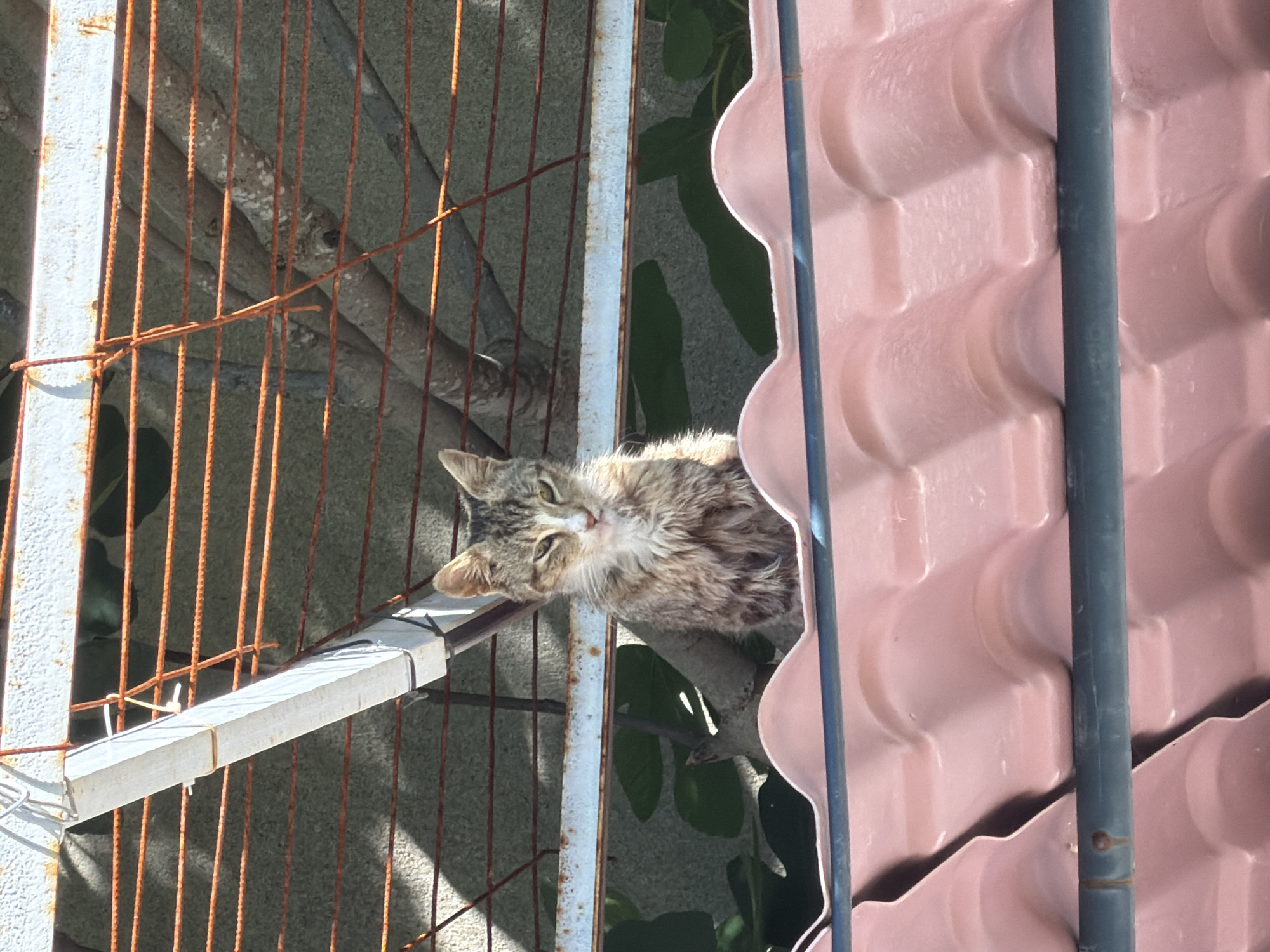 A cat sits on a branch near a pink rooftop and a rusty fence. The cat is looking towards the camera.